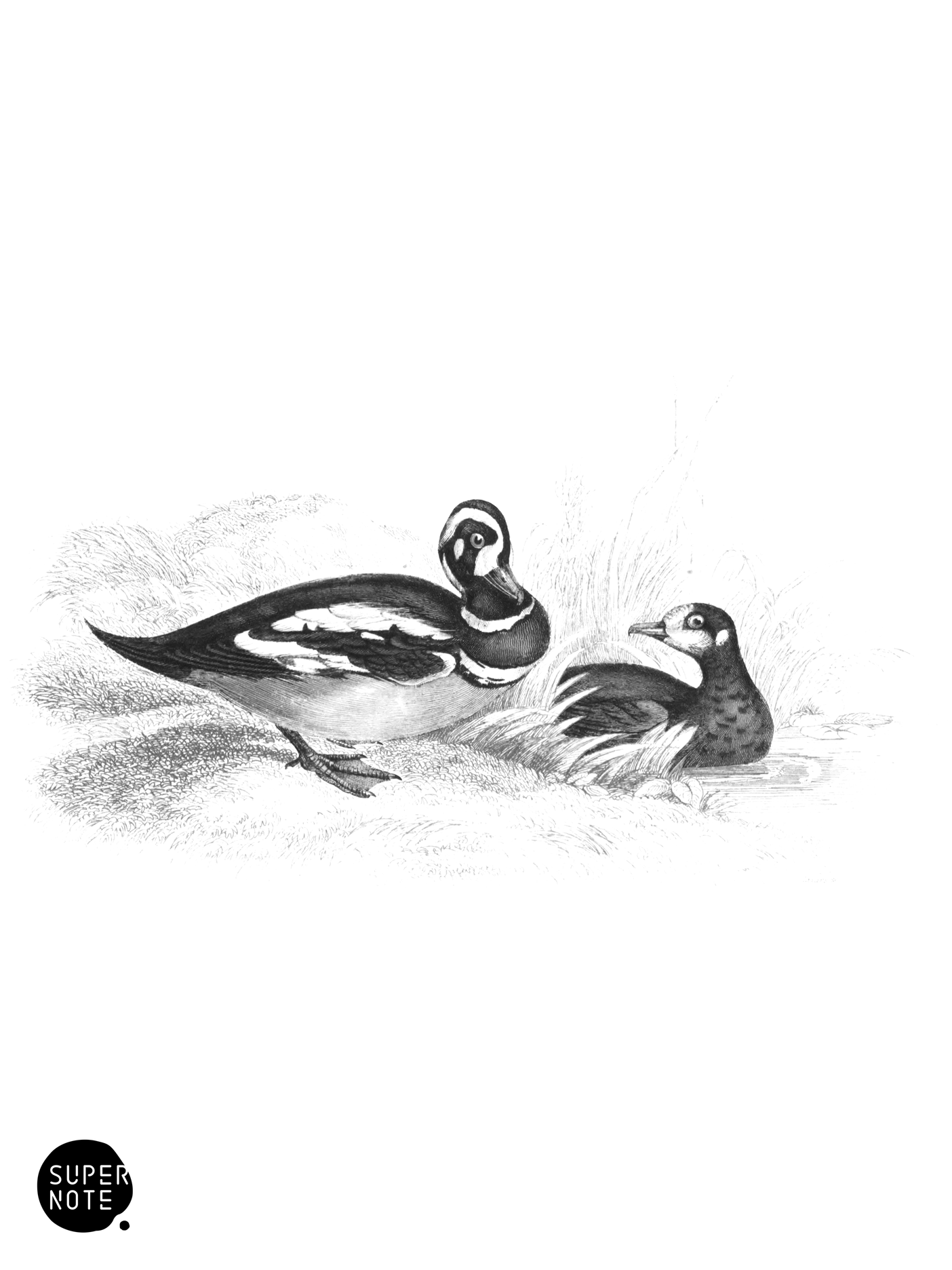 Harlequin Garrot (vol-40 plate-6).png