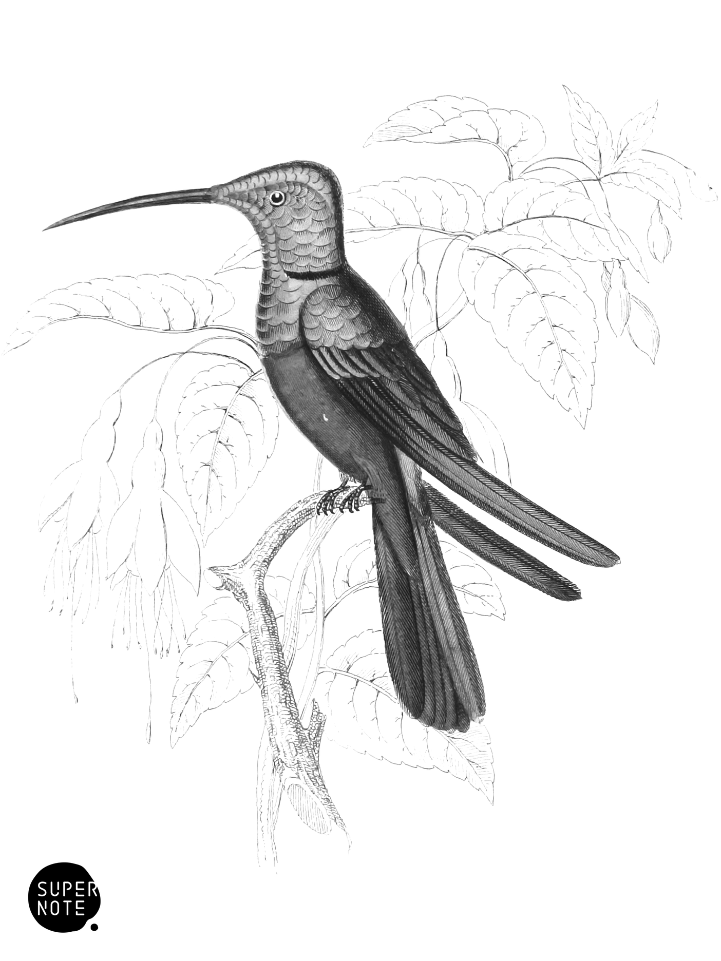 Harlequin Humming-Bird (vol-01 plate-31).png