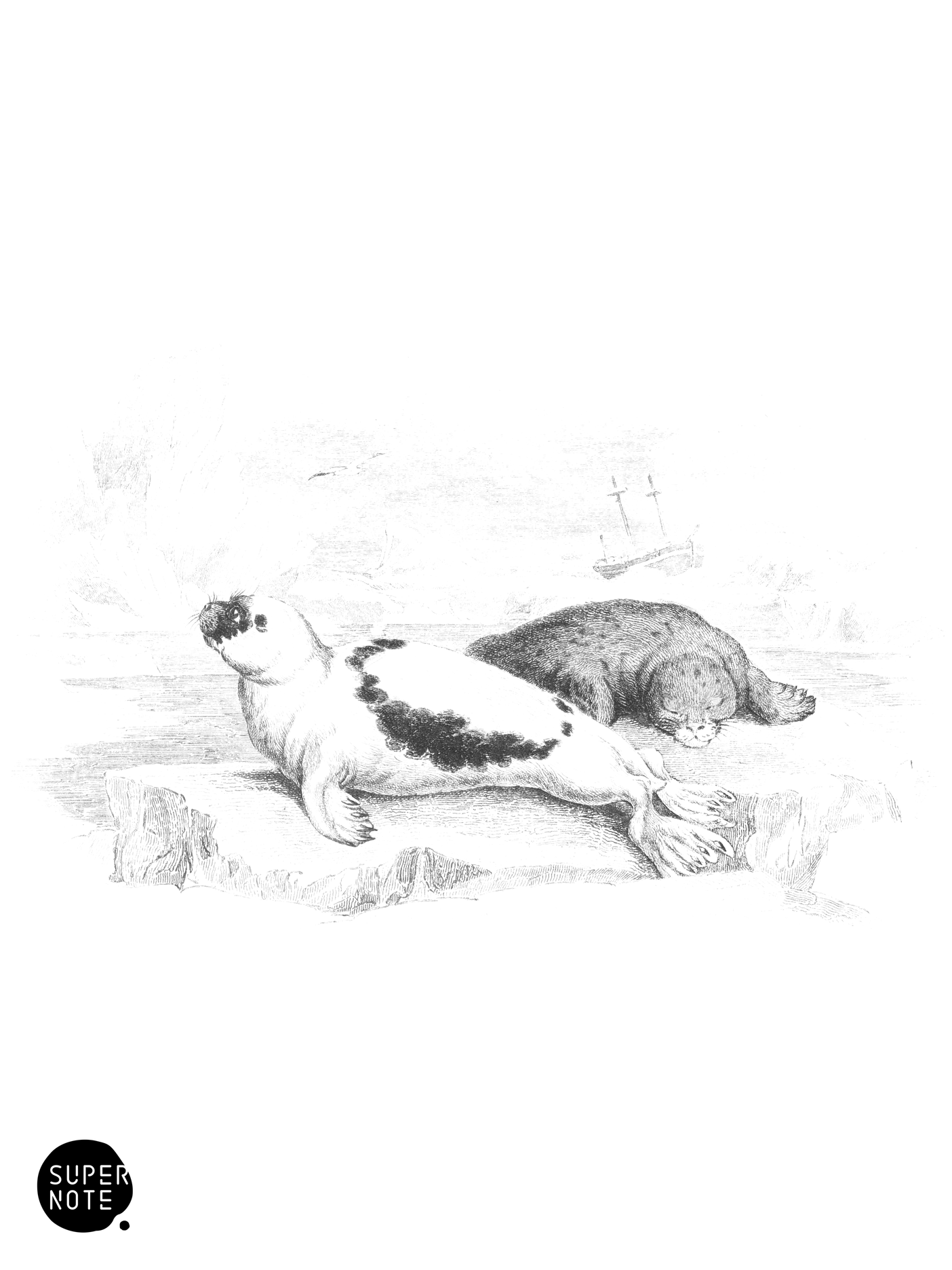 Harp, or Greenland Seal (vol-23 plate-7).png
