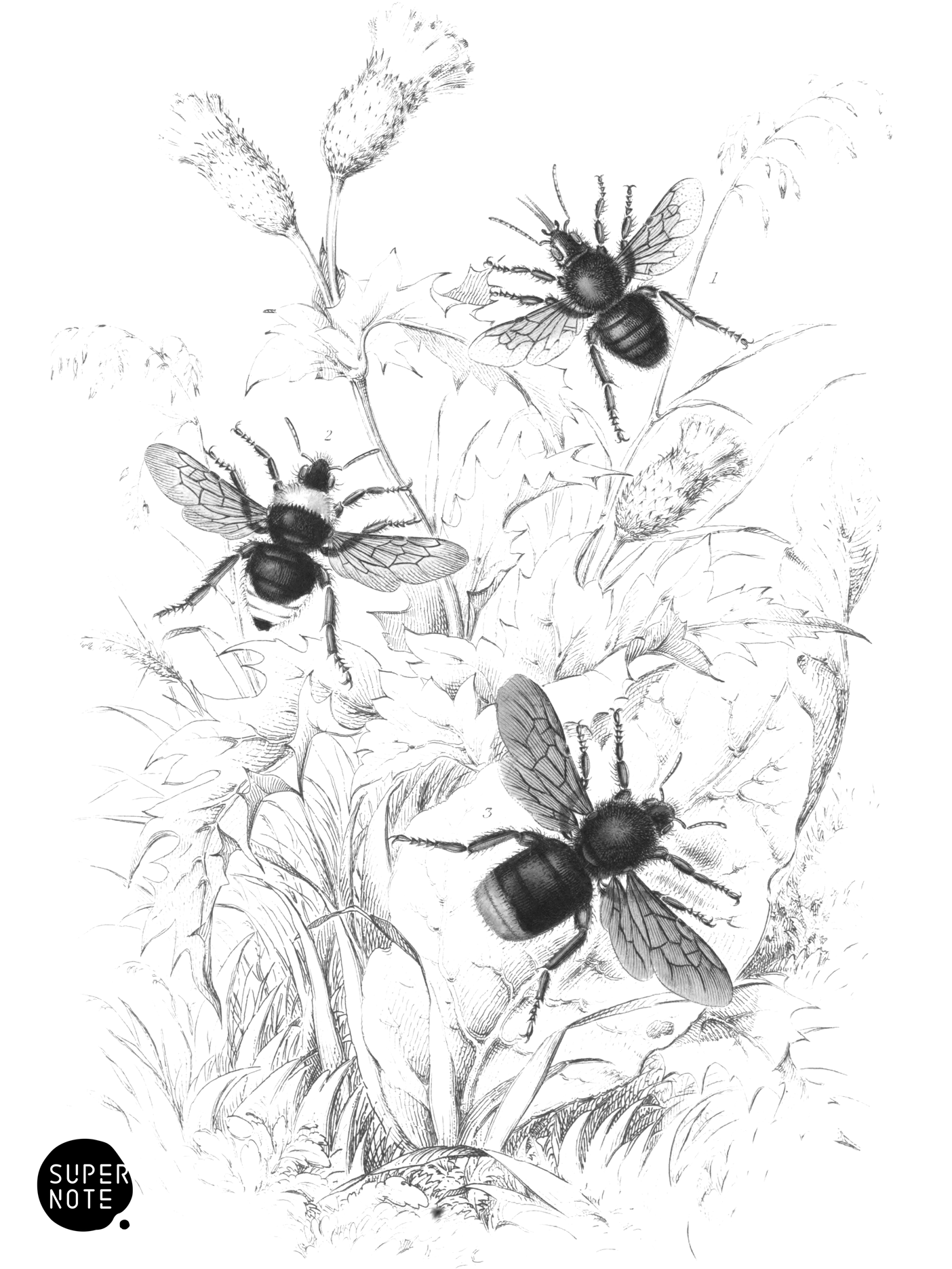 Harris’ Humble-Bee, Apathus Vestalis & A. Rupestris (vol-26 plate-18).png