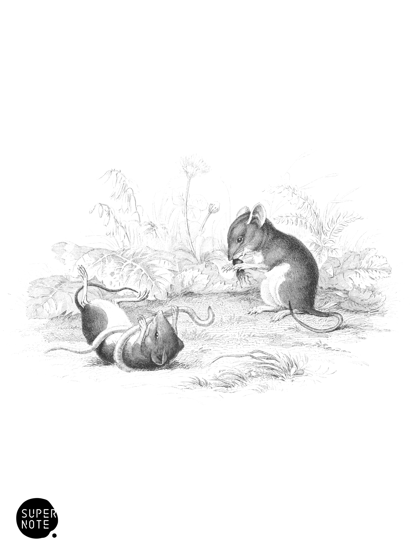 Harvest Mouse (vol-22 plate-27).png