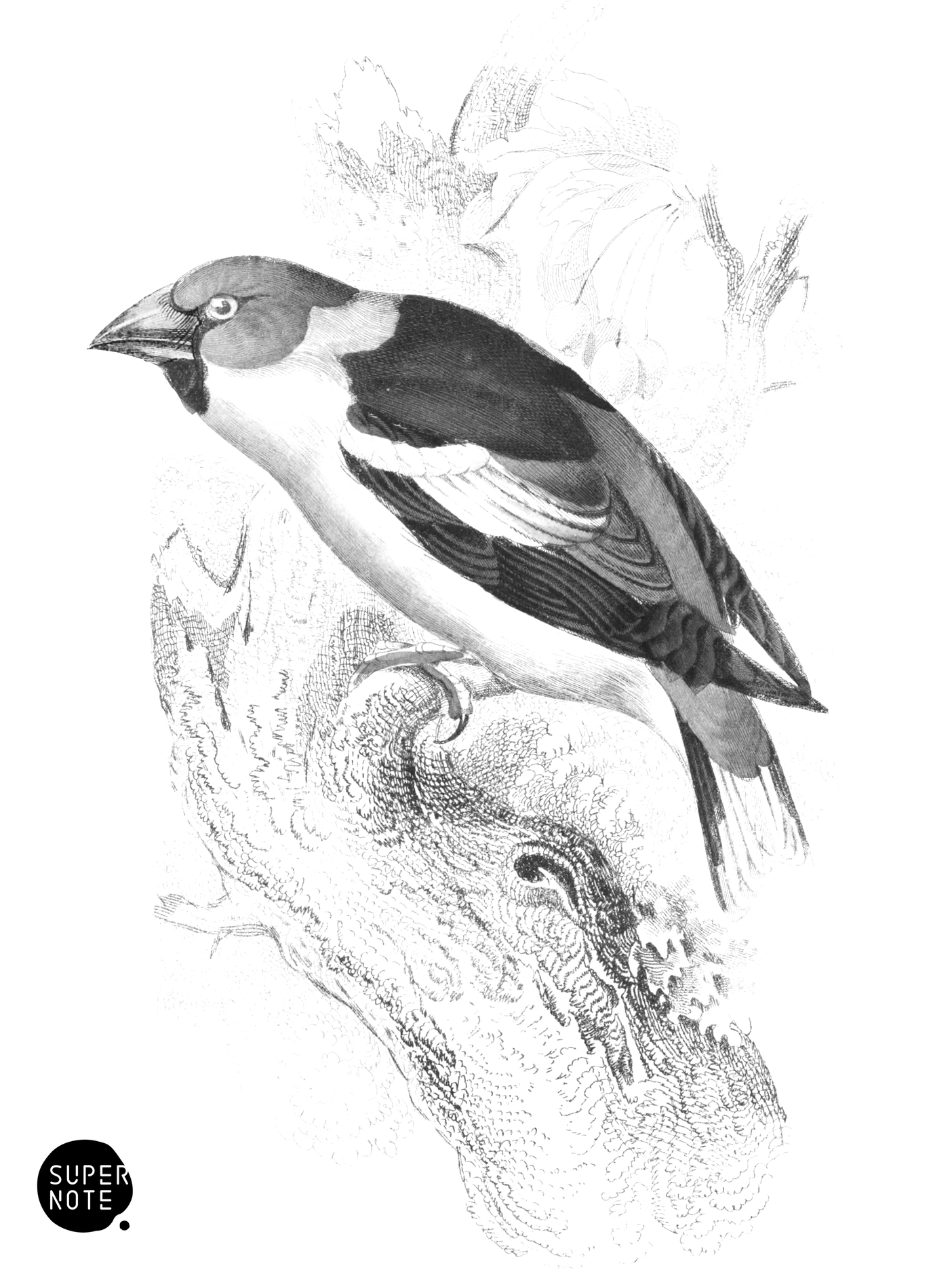 Hawfinch (vol-24 plate-15).png