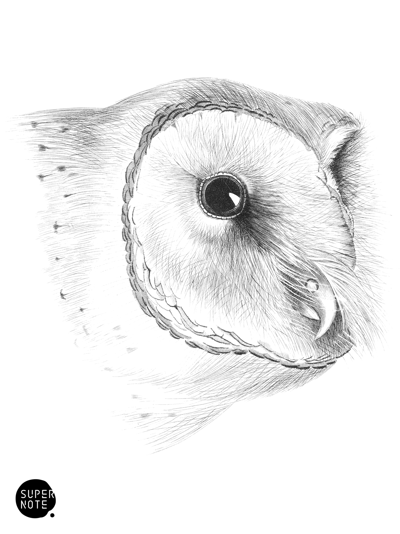 Head of Barn Owl, natural size (vol-20 plate-26).png