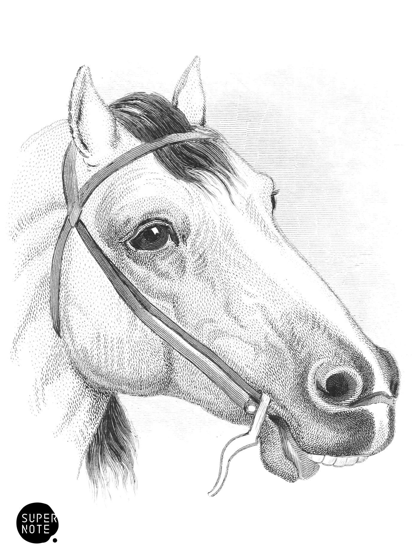 Head of Hungarian Horse (vol-31 plate-31).png