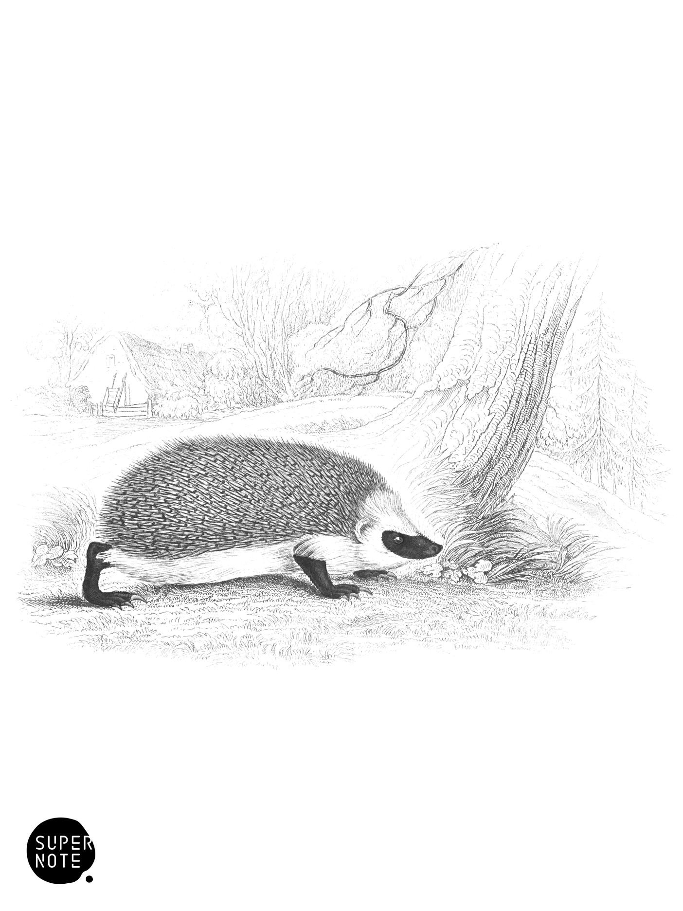 Hedgehog (vol-22 plate-5).png