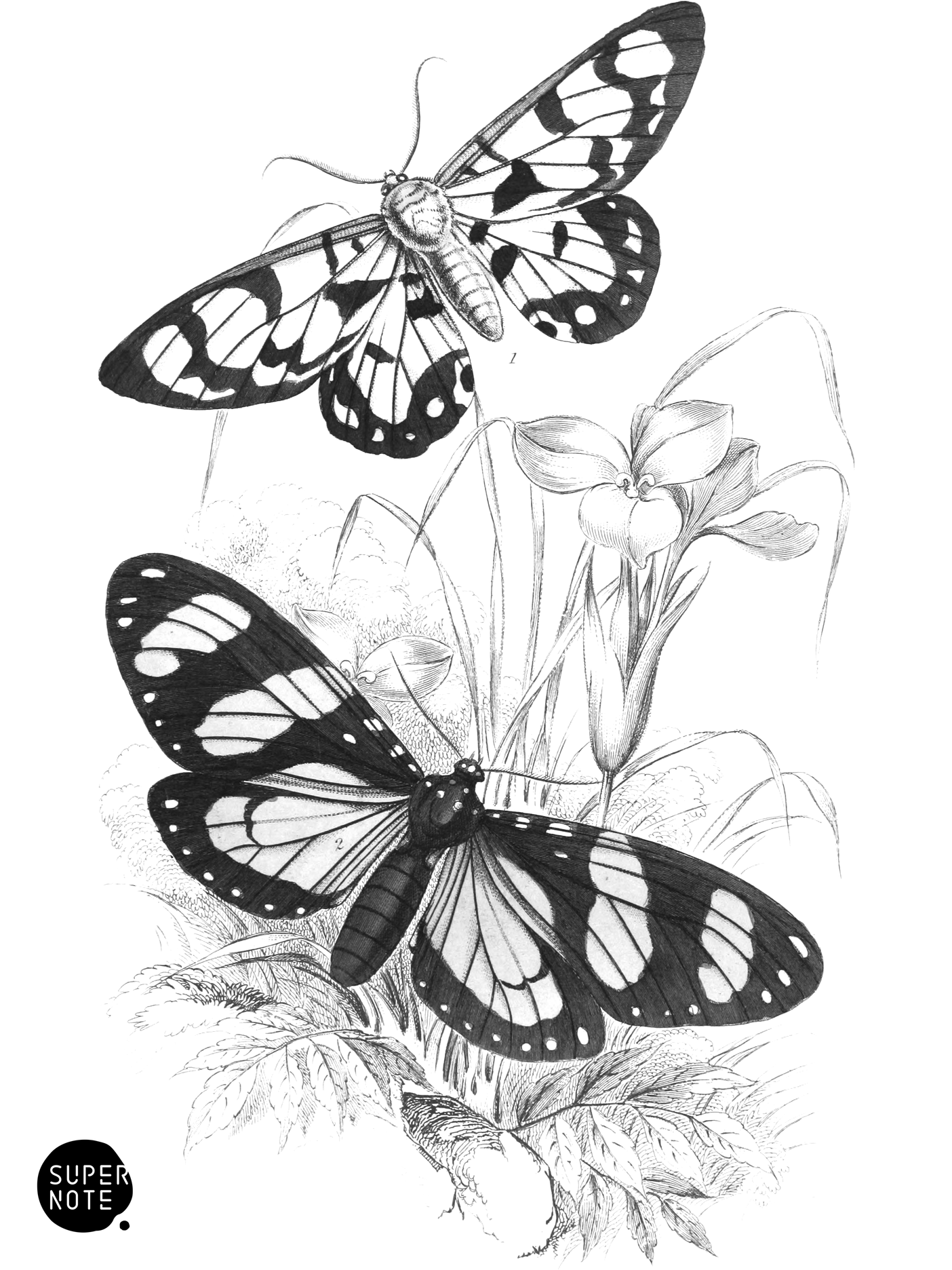 Heleona Fenestrata & Anthomyza Tiresia (vol-33 plate-4).png