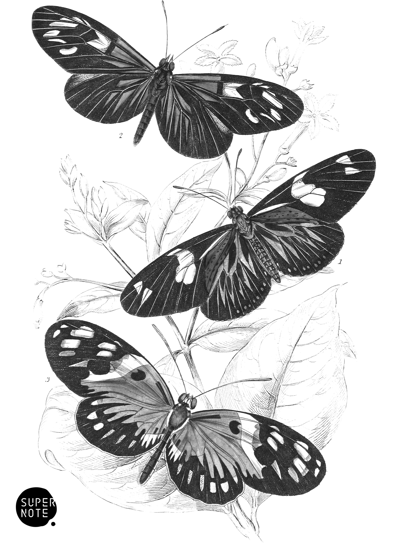 Heliconia Erato, H. Cynisca & H. Sylvana (vol-18 plate-11).png