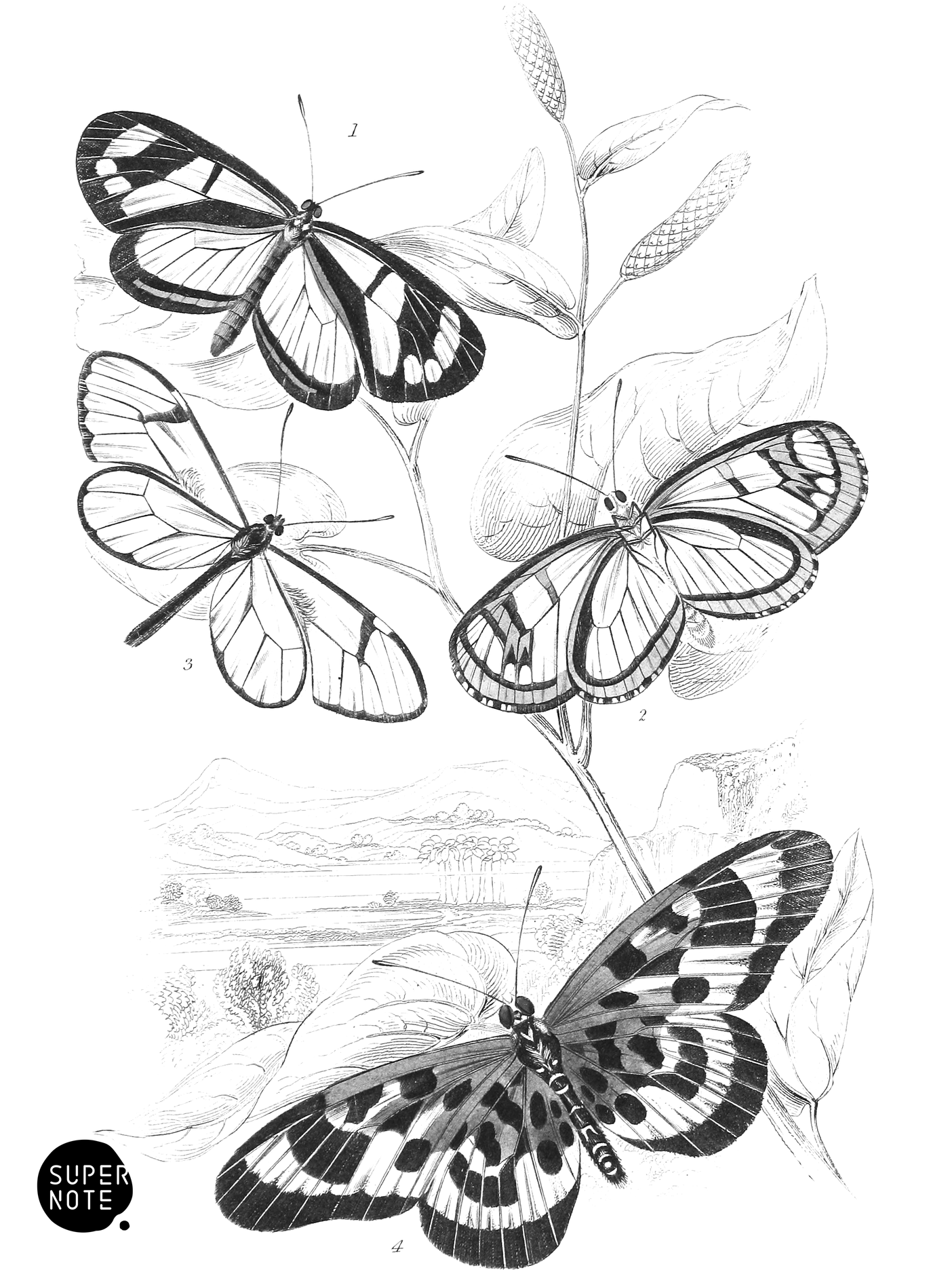Heliconia Flora, H. Diaphana & Acræa Pasiphæ (vol-18 plate-12).png