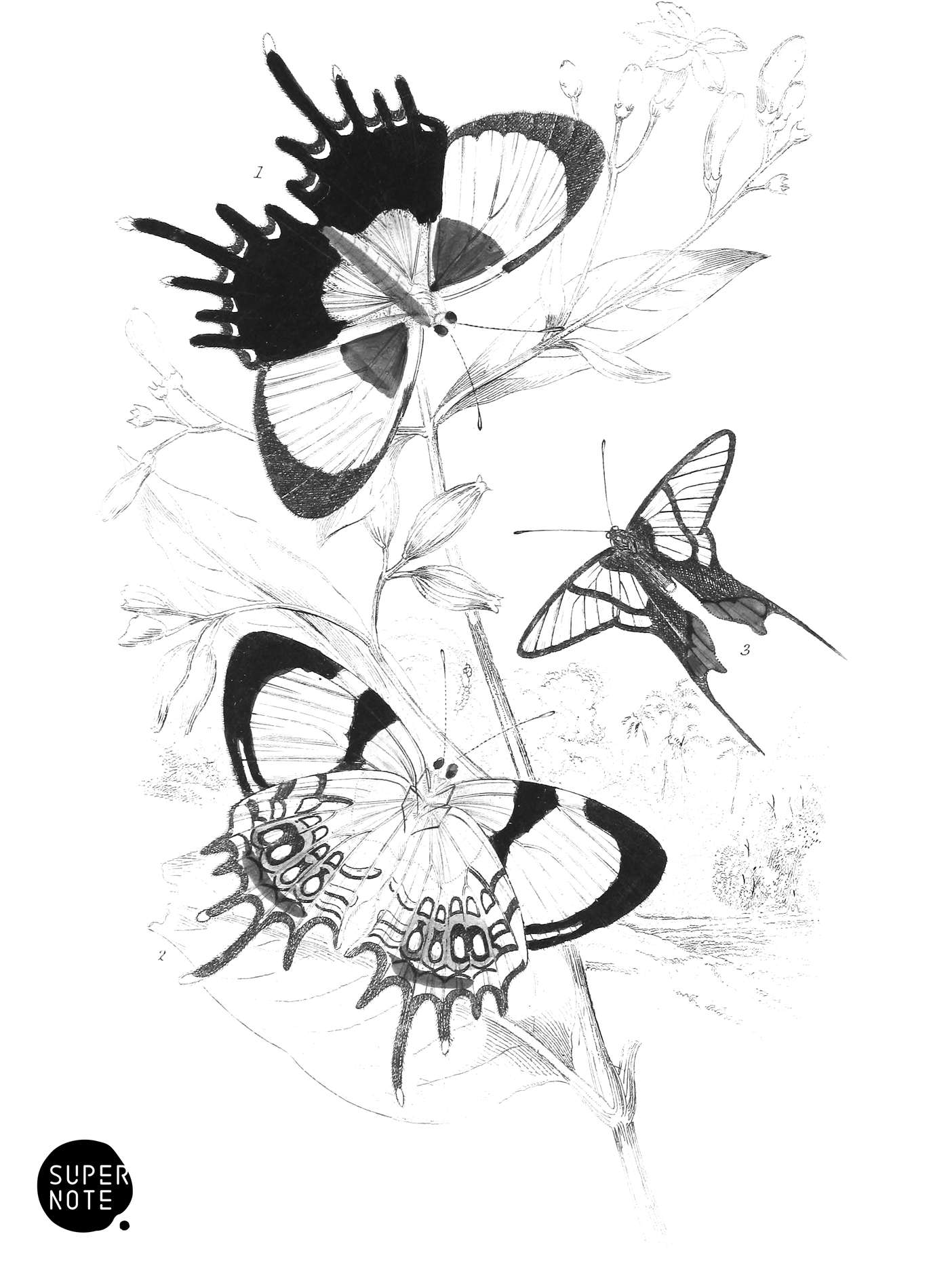 Helicopis Gnidus & Erycina Octavius (vol-18 plate-24).png