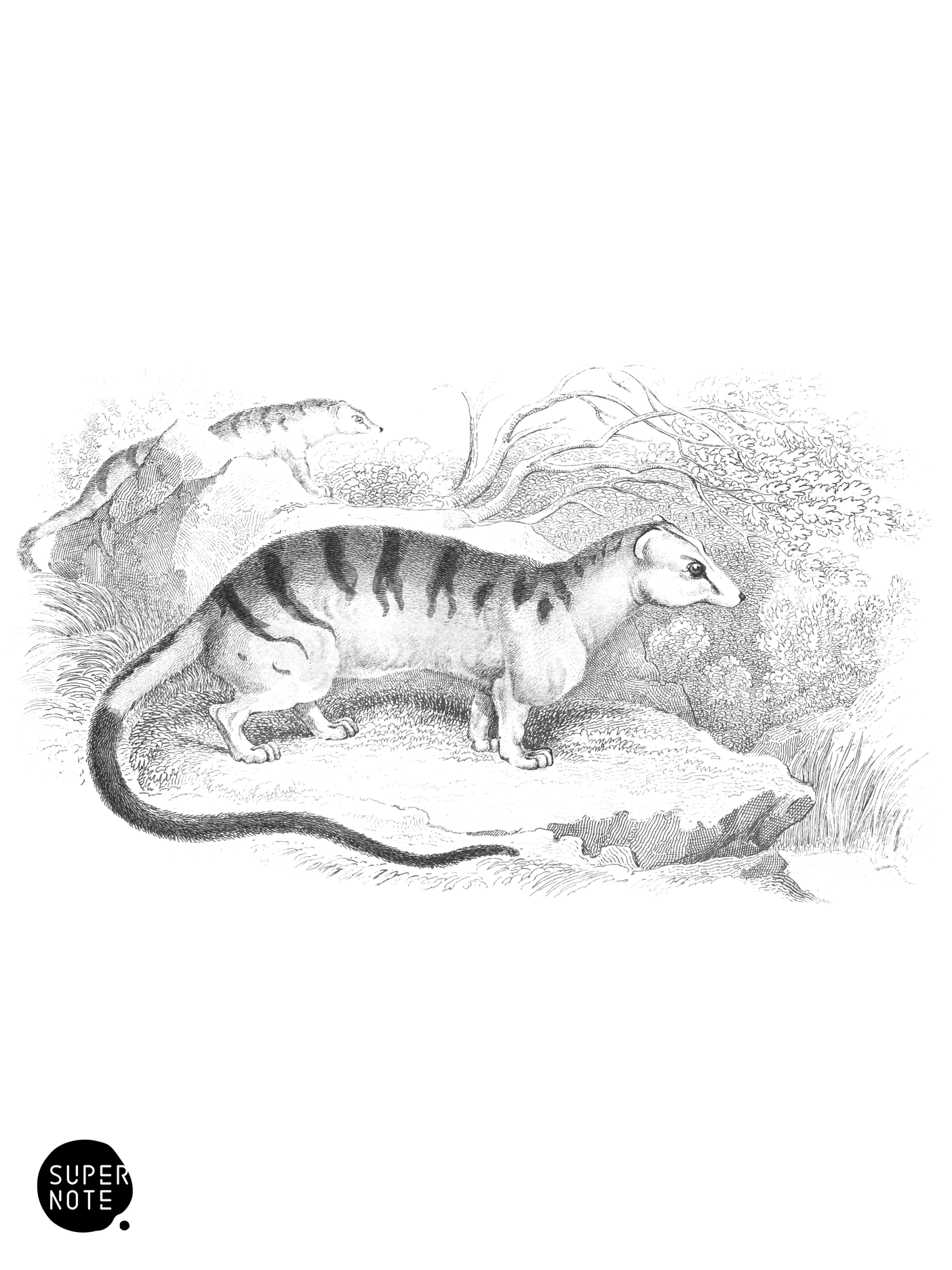 Hemigalea Zebra (vol-35 plate-9).png