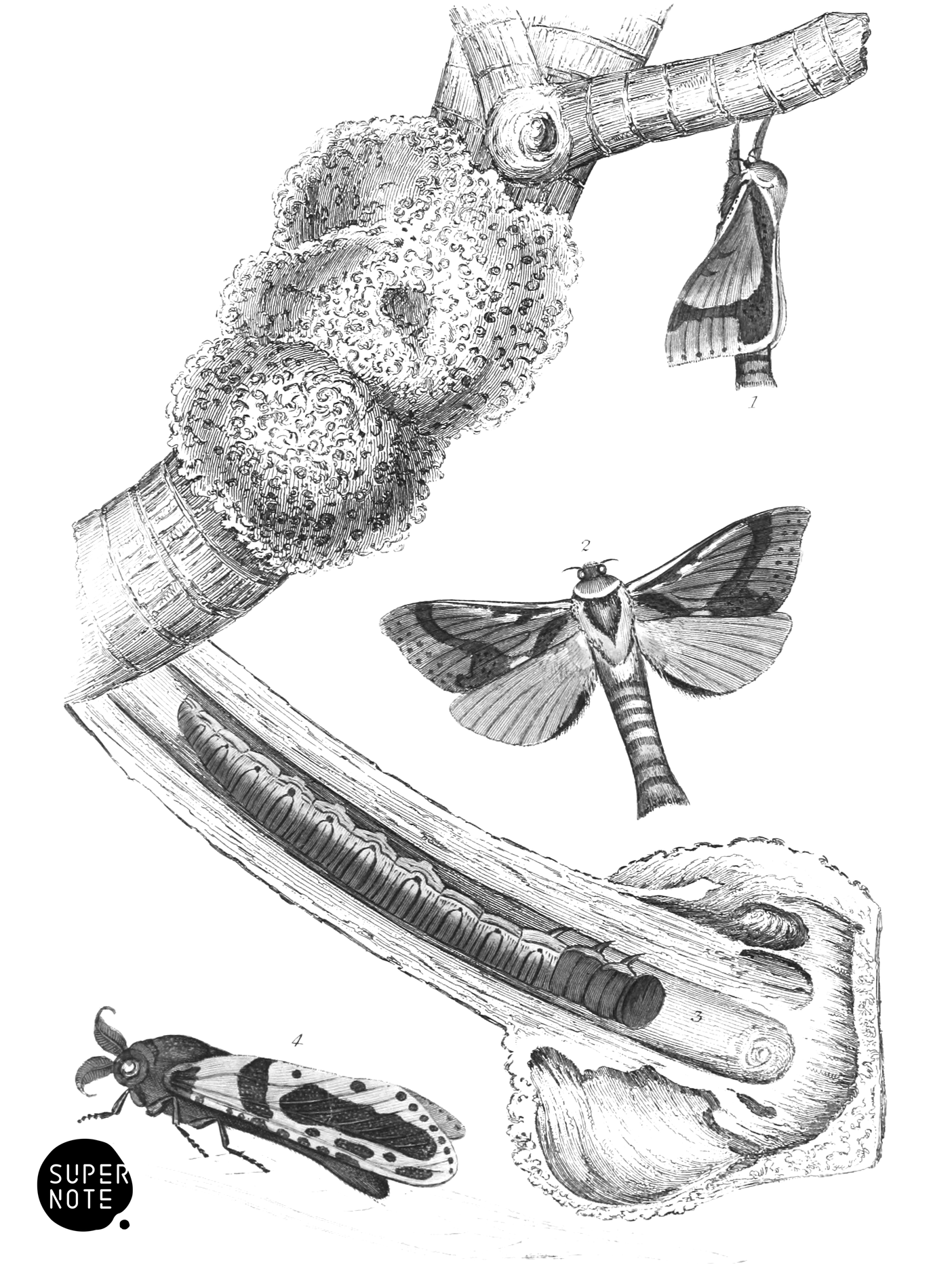 Hepialus Lignivorus & Zeuzera Minea (vol-33 plate-8).png
