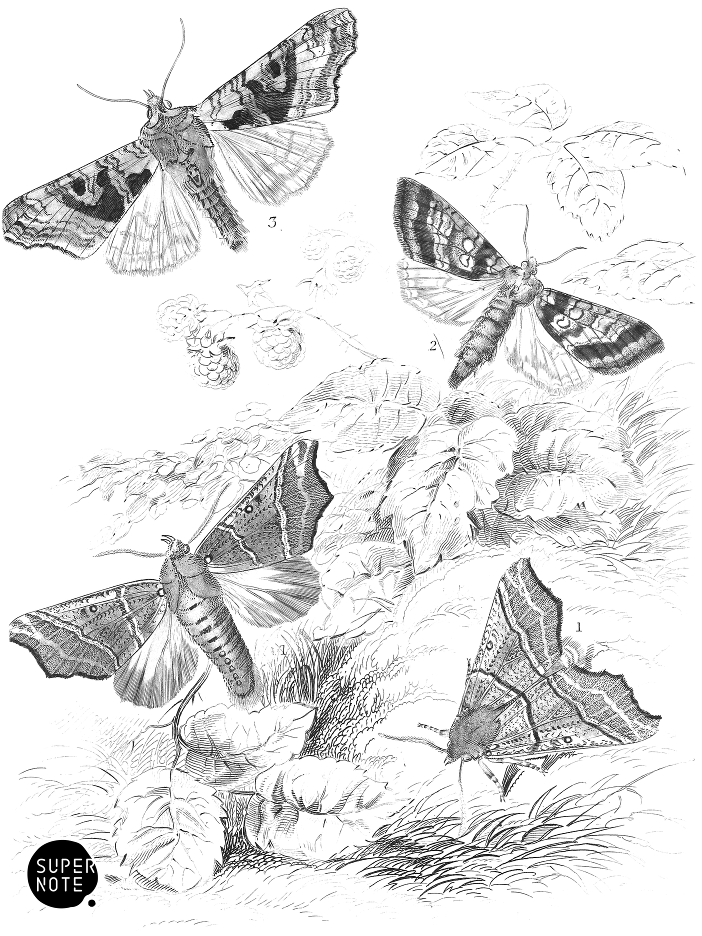 Herald-Moth, Mottled Orange-Moth & Angle Shades (vol-14 plate-24).png