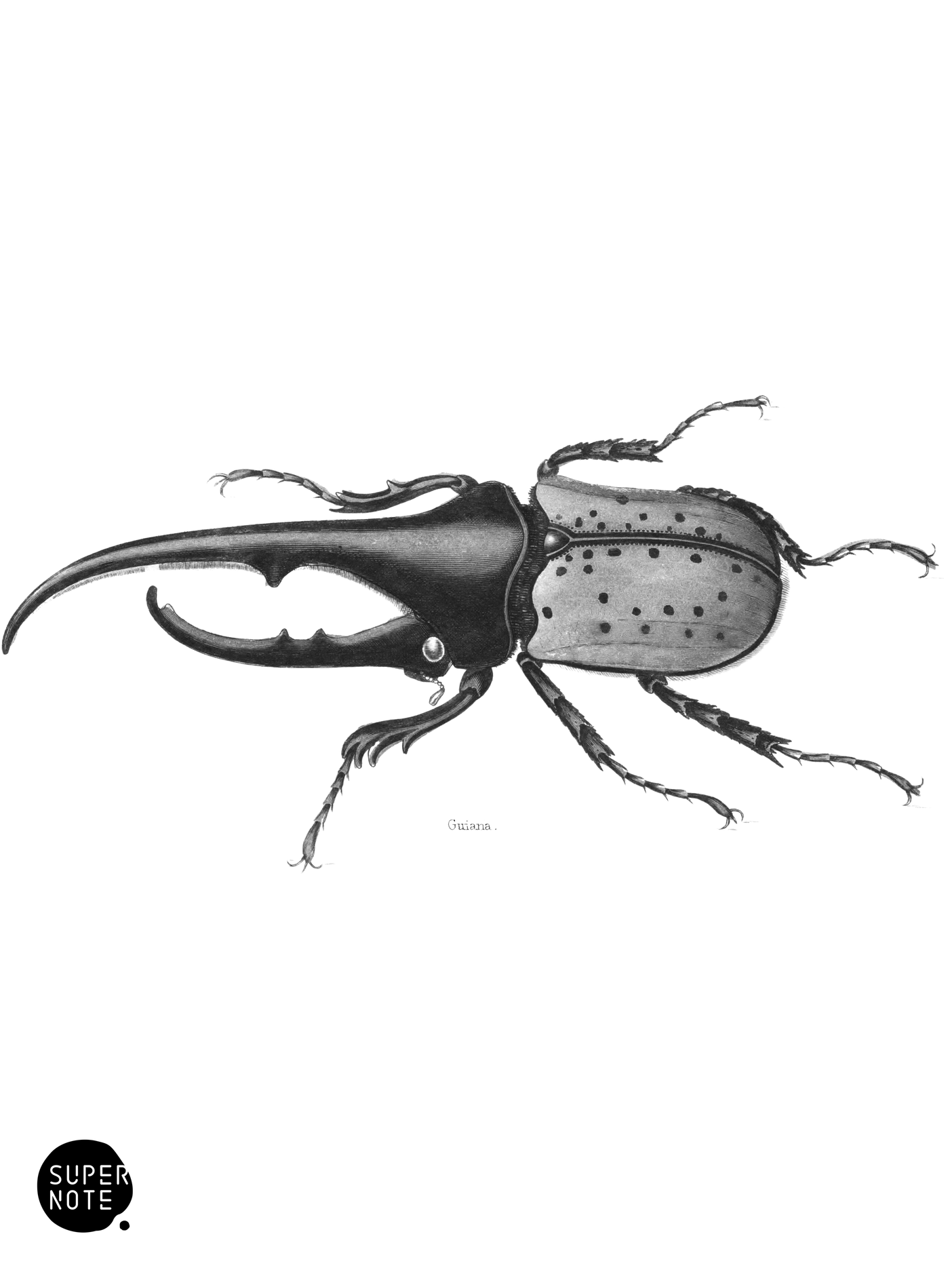 Hercules Beetle (vol-08 plate-11).png