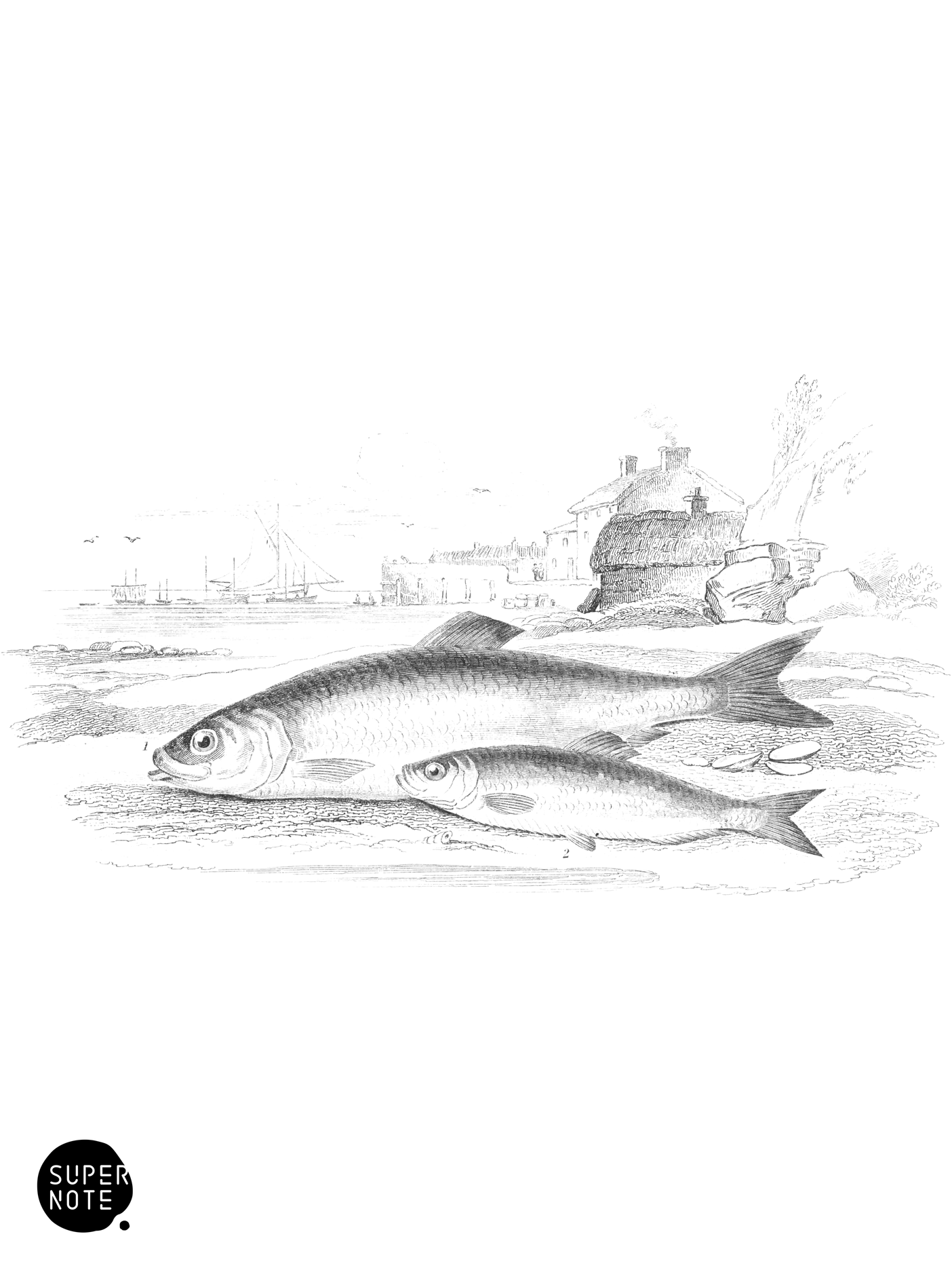 Herring & Sprat, or Garvie Herring (vol-39 plate-3).png
