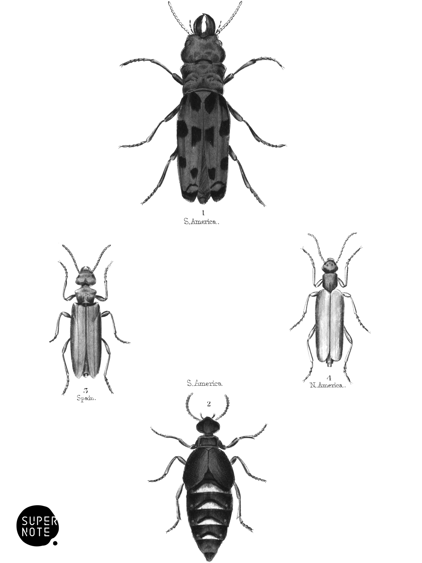 Heteromera (vol-08 plate-19).png