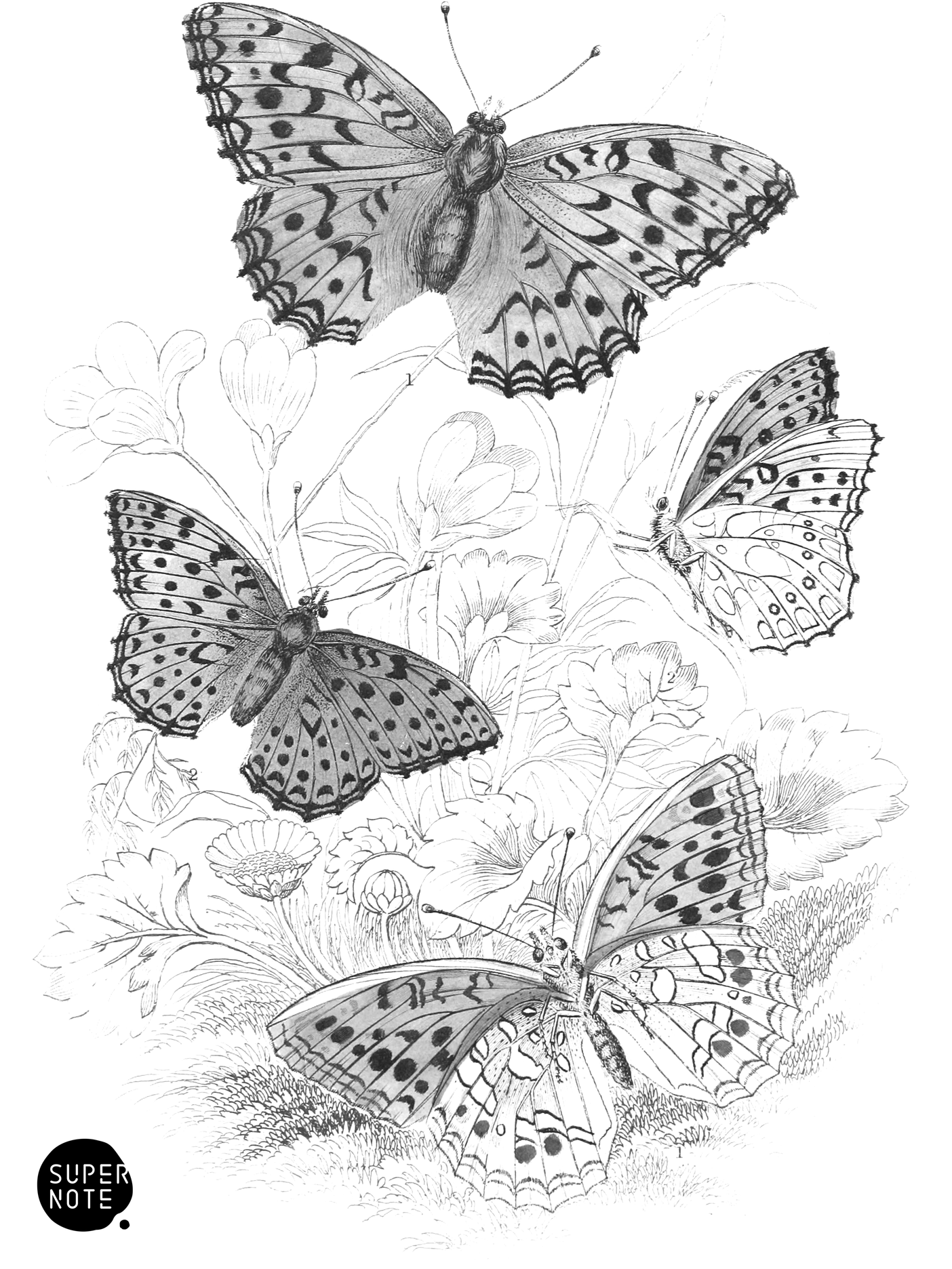 High Brown & Queen of Spain Fritillaries (vol-10 plate-16).png