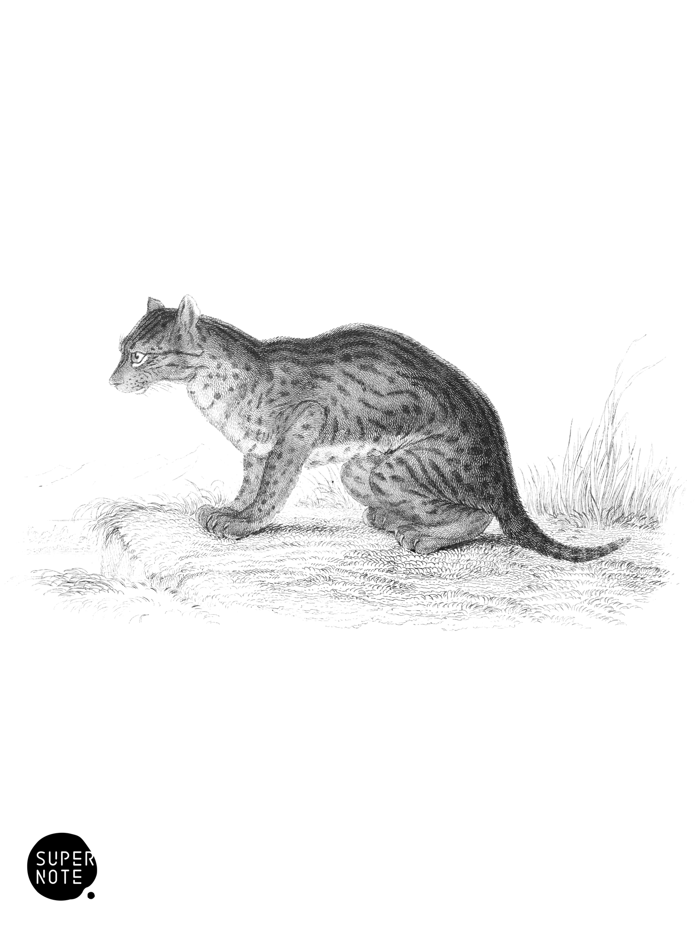 Himalayan Serval (vol-04 plate-24-star).png