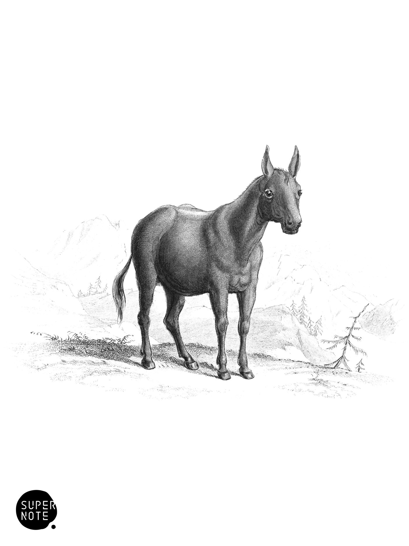Hinny (vol-31 plate-30).png