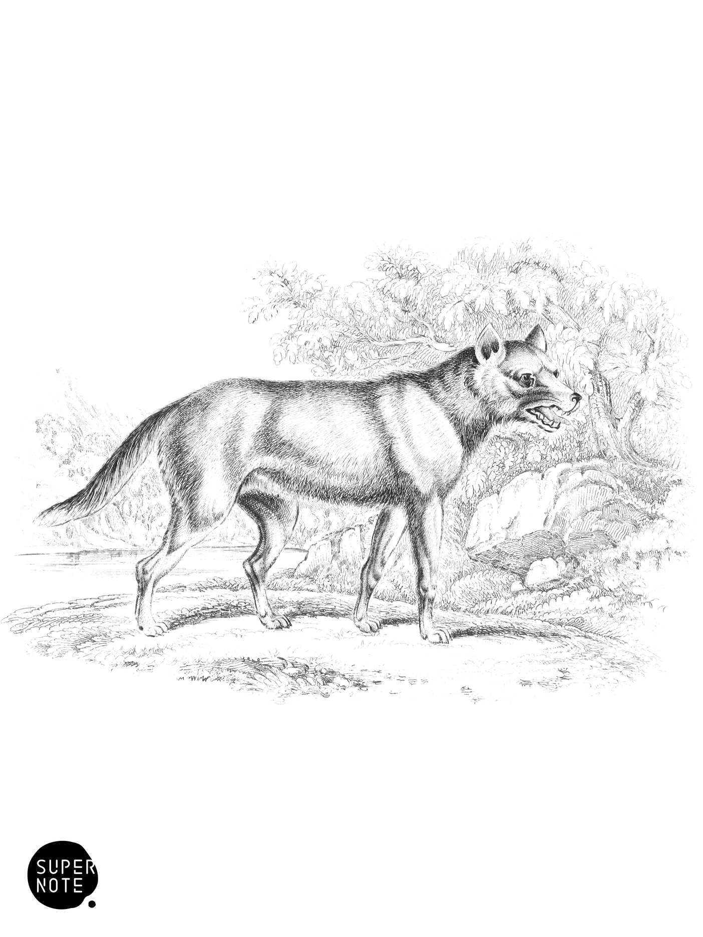 Hoary Aguara Dog (vol-25 plate-22).png