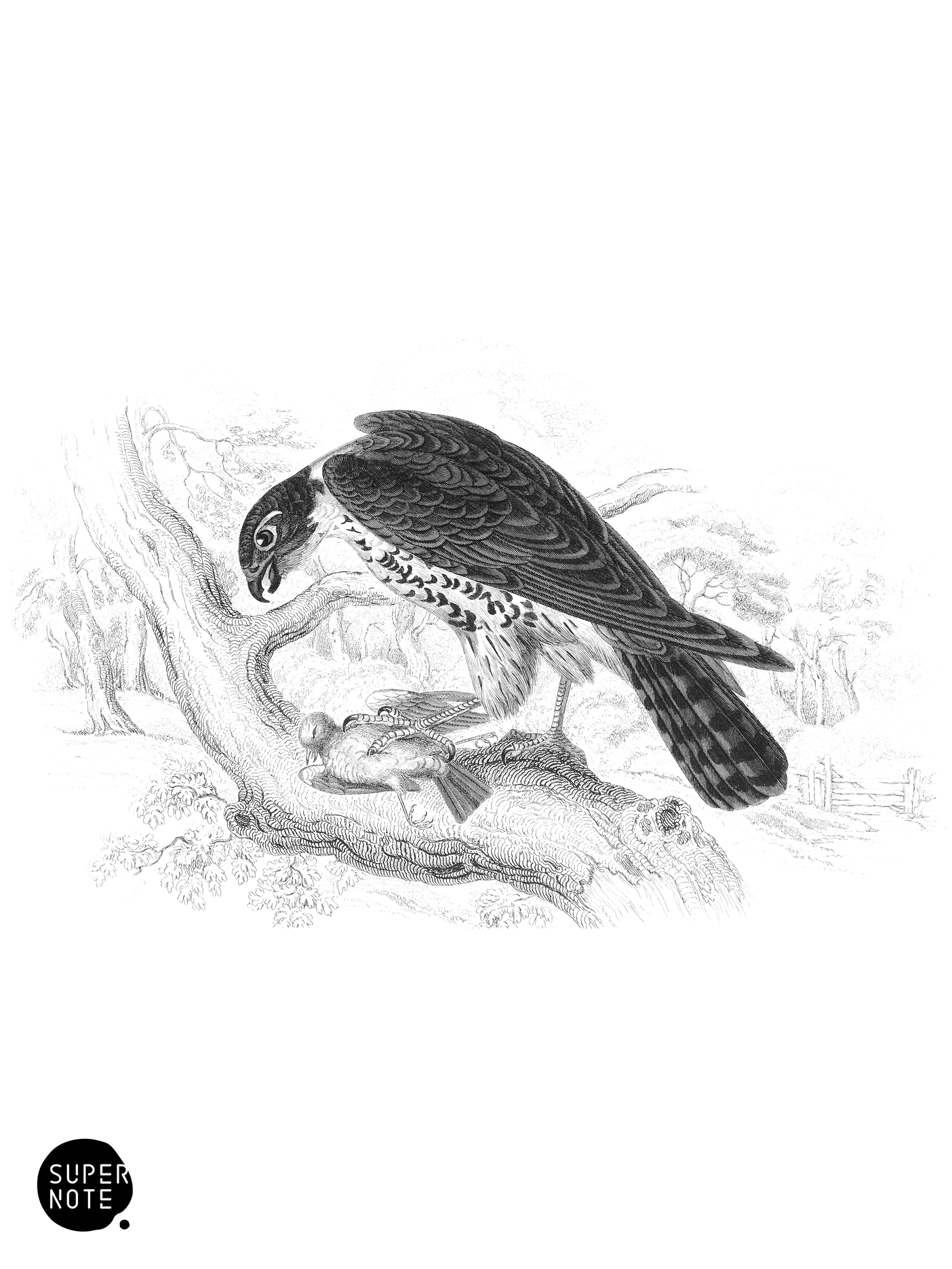 Hobby (vol-20 plate-5).png