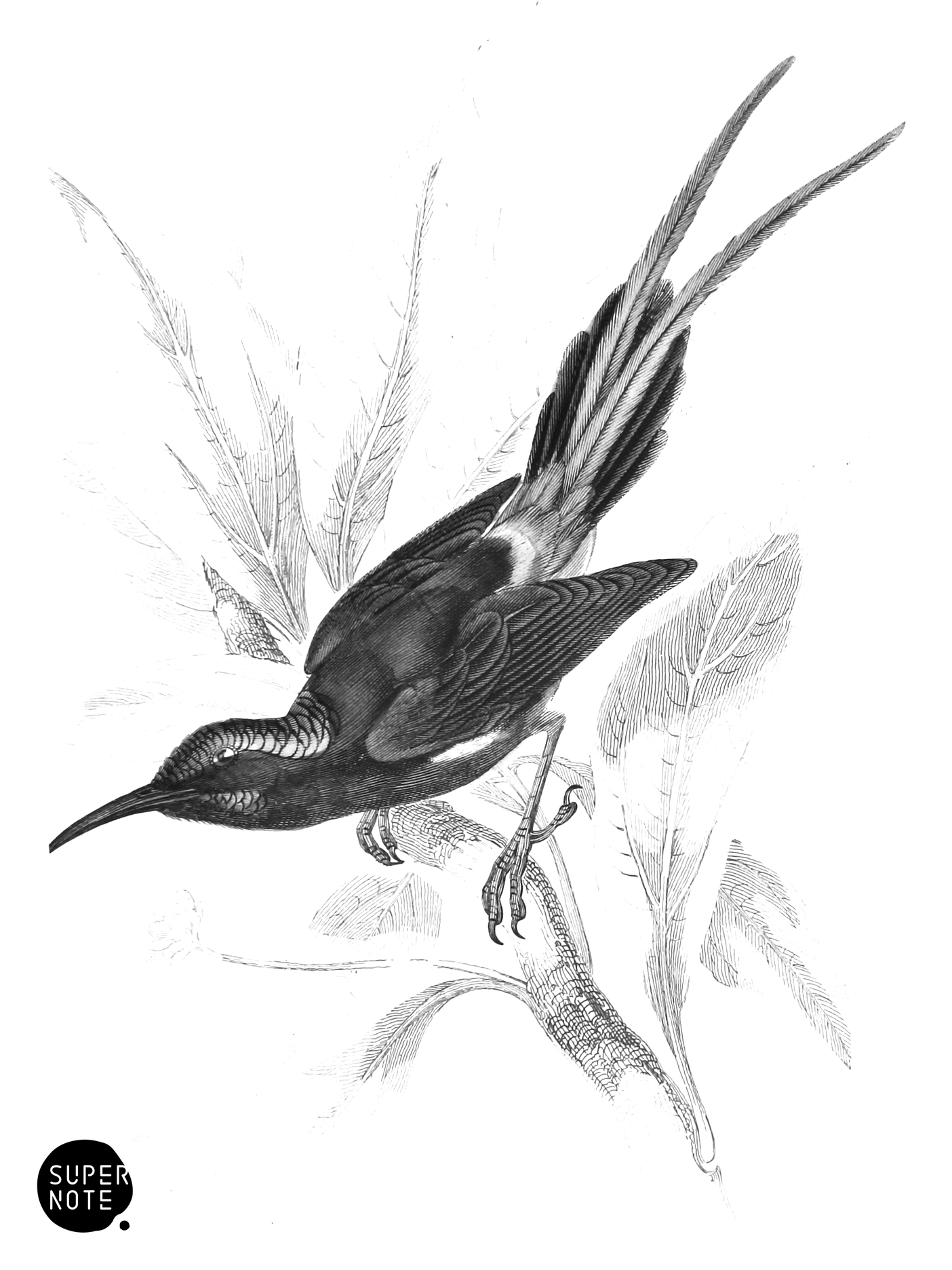 Hodgson’s Sun-Bird (vol-36 plate-28).png