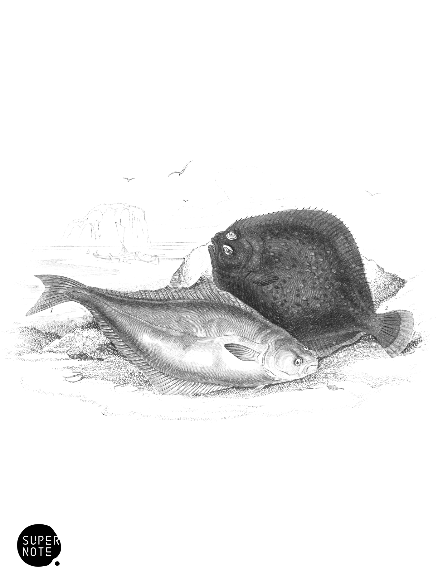 Holibut & Turbot (vol-39 plate-11).png