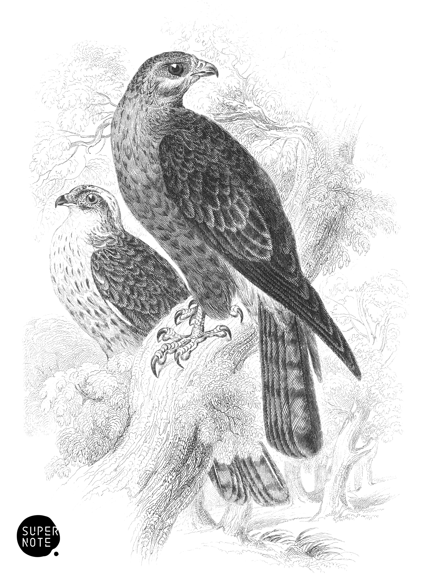 Honey Buzzard (vol-20 plate-19).png