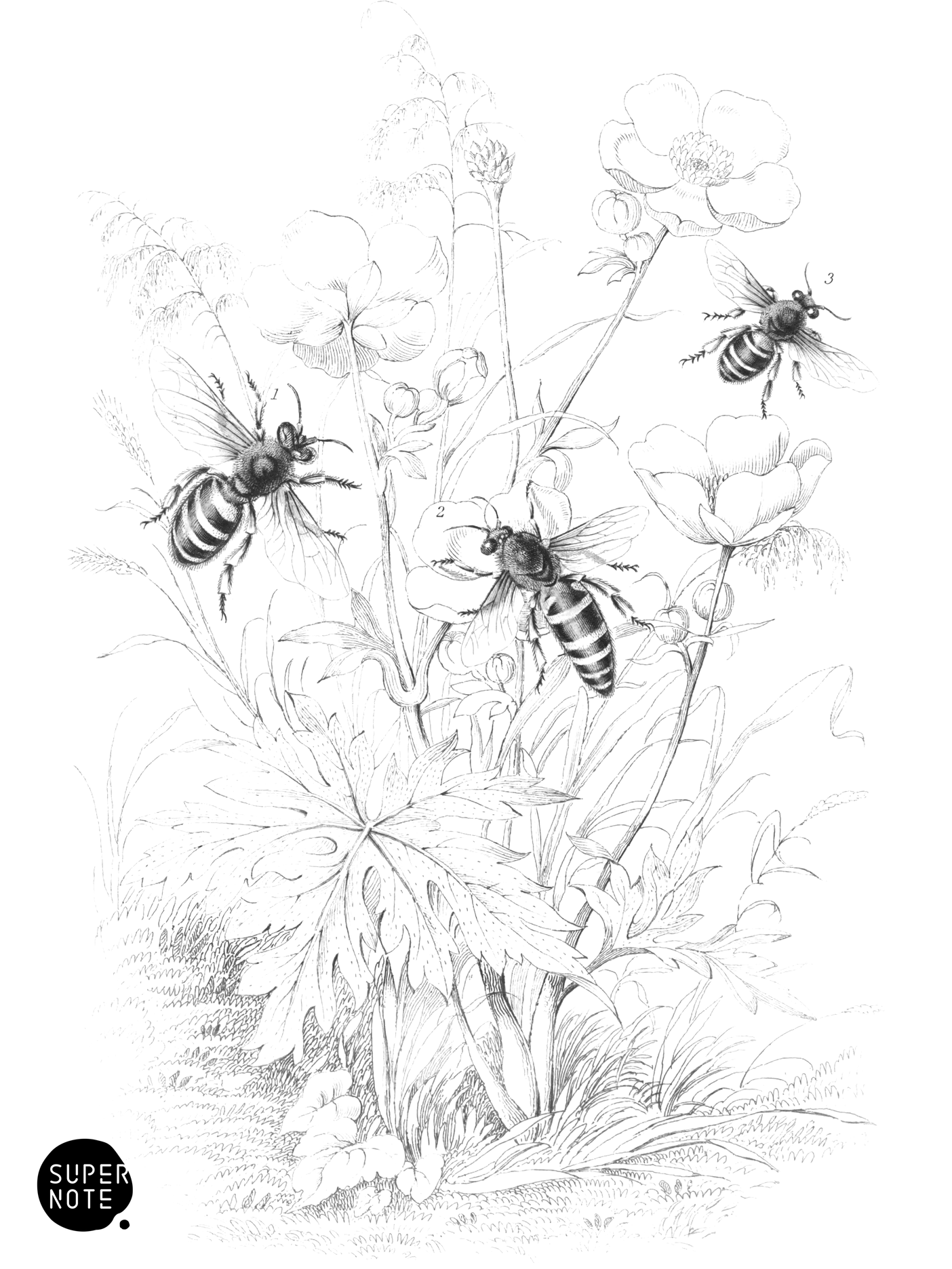 Honey-Bee (vol-26 plate-1).png