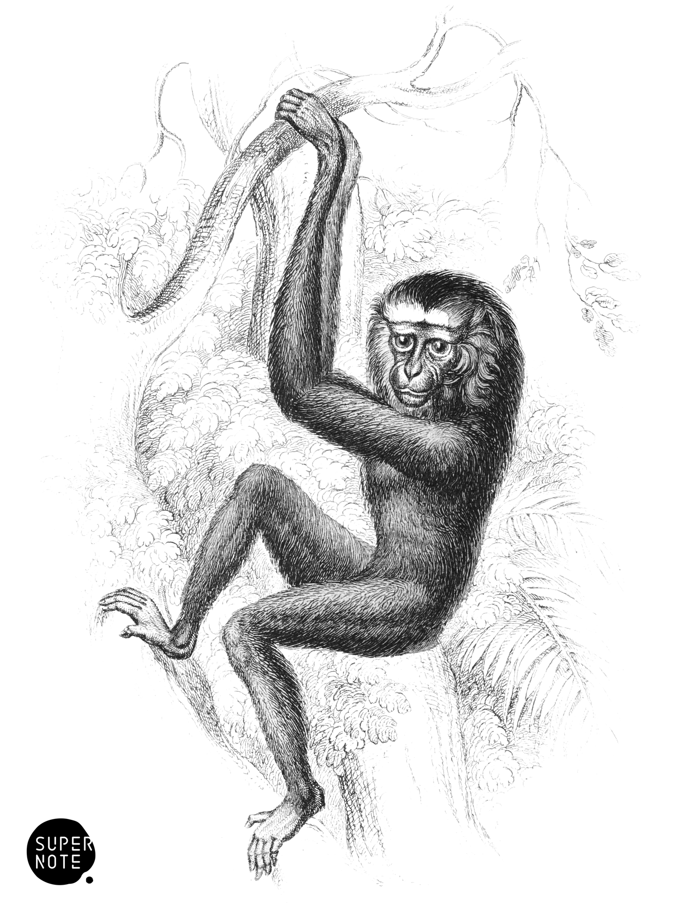 Hoolock (vol-02 plate-3-cw).png