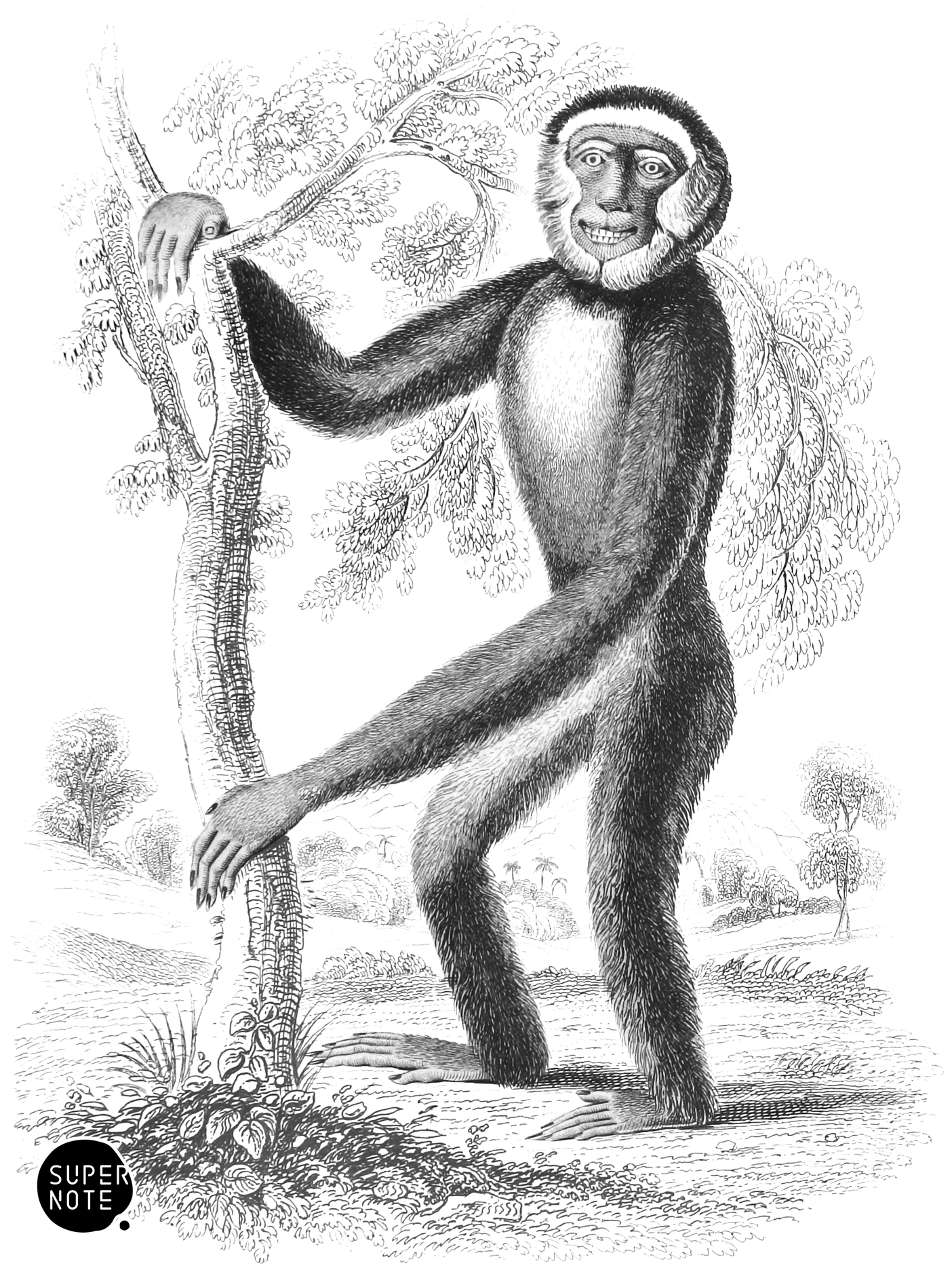 Hoolock (vol-02 plate-3-lizars).png