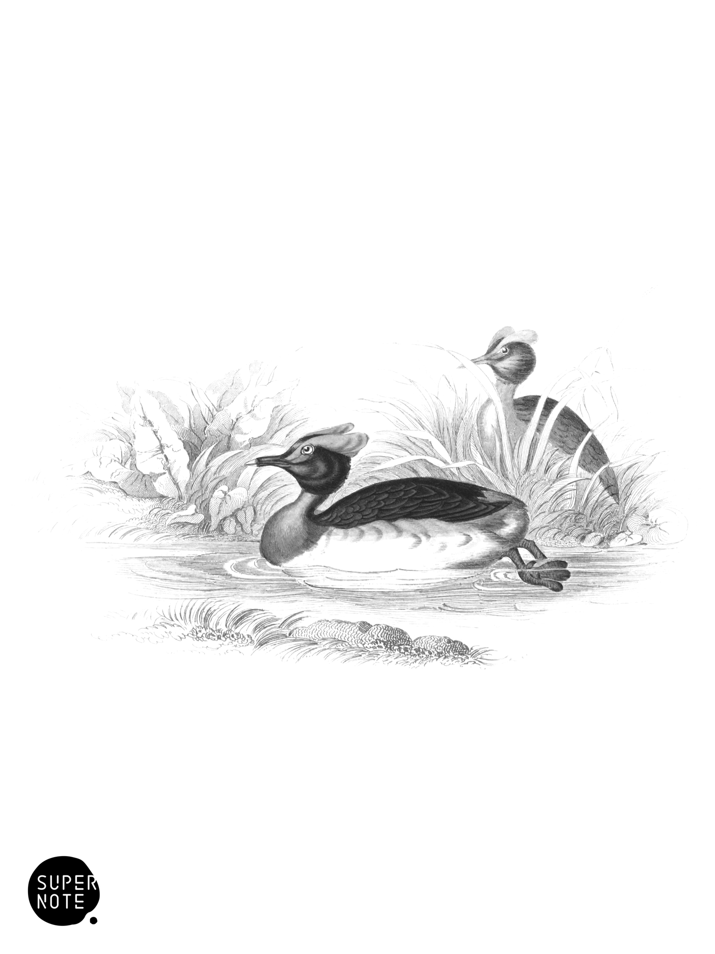 Horned or Sclavonian Grebe (vol-40 plate-11).png