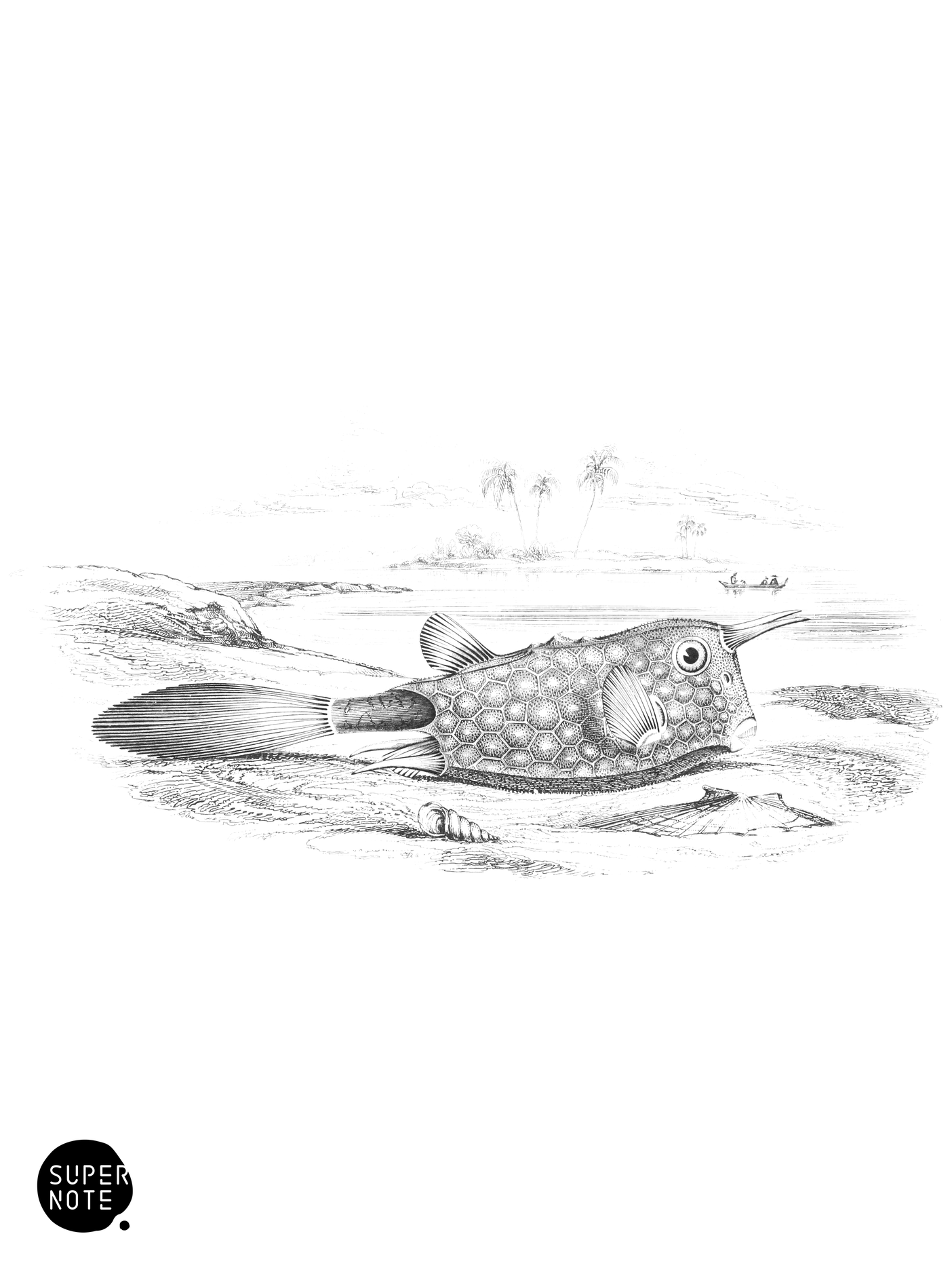 Horned Ostracion (vol-27 plate-21).png