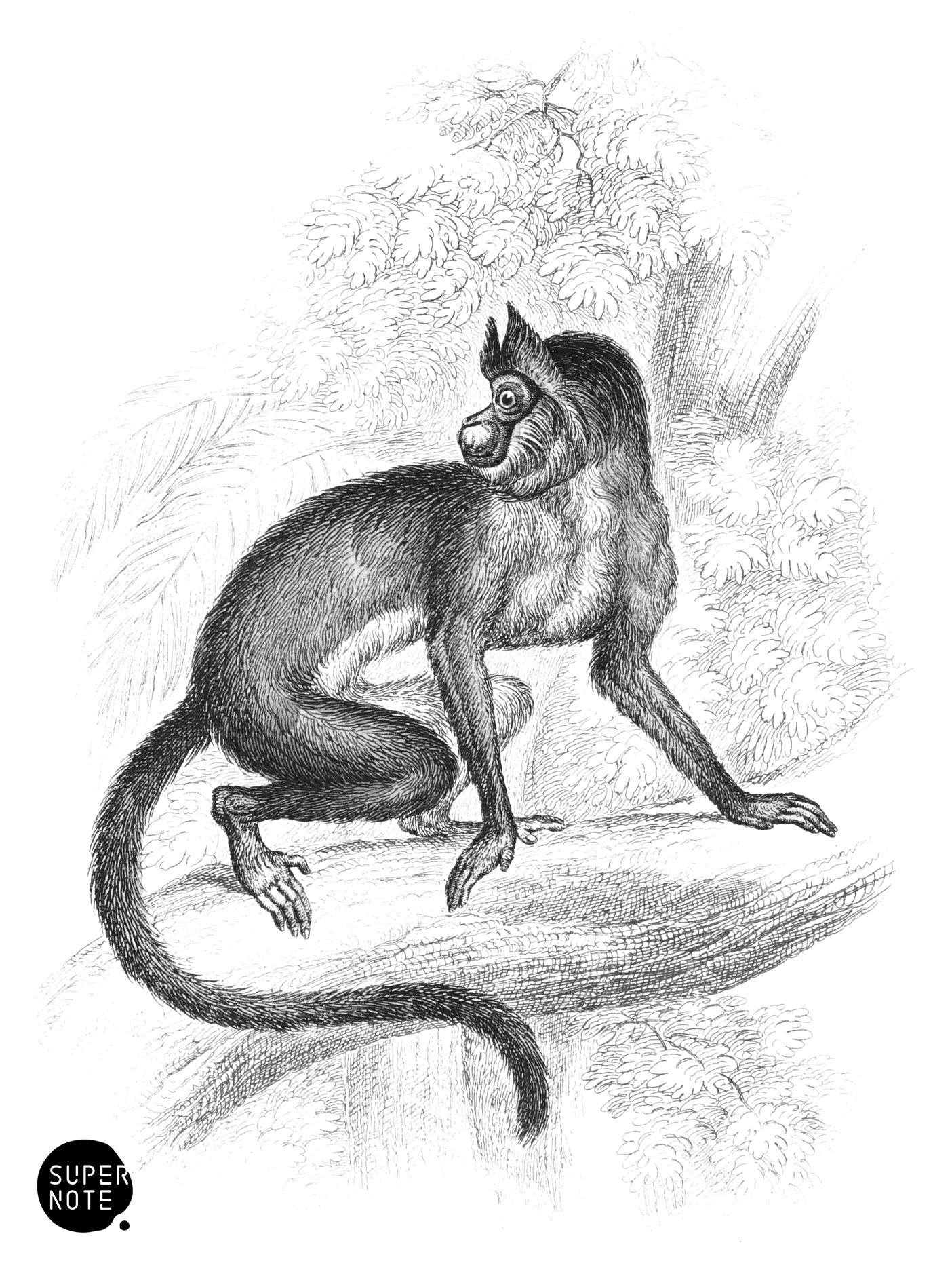 Horned Sapajou (vol-02 plate-21-cw).png