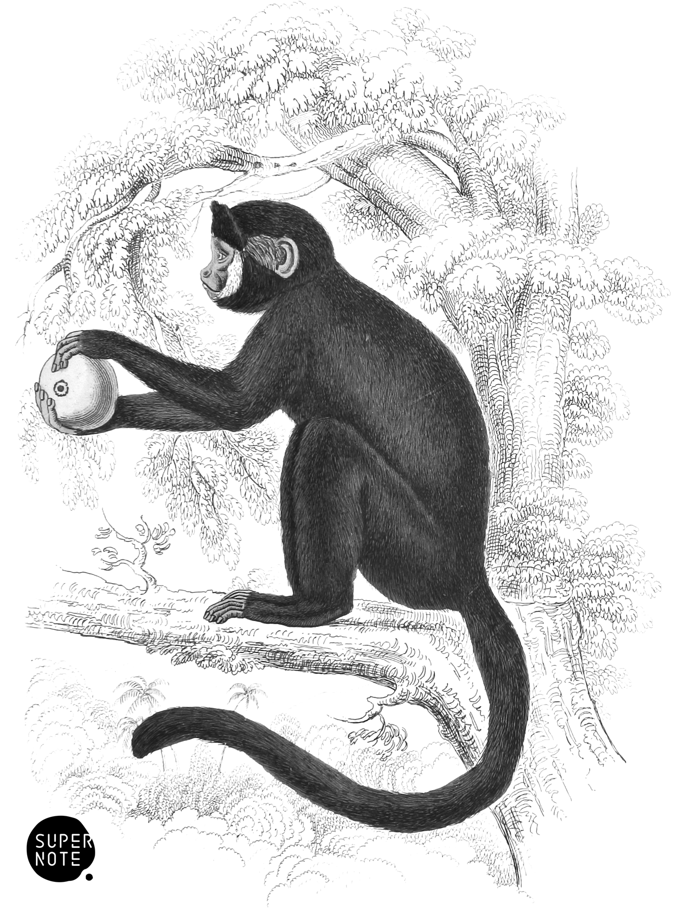 Horned Sapajou (vol-02 plate-21-lizars).png