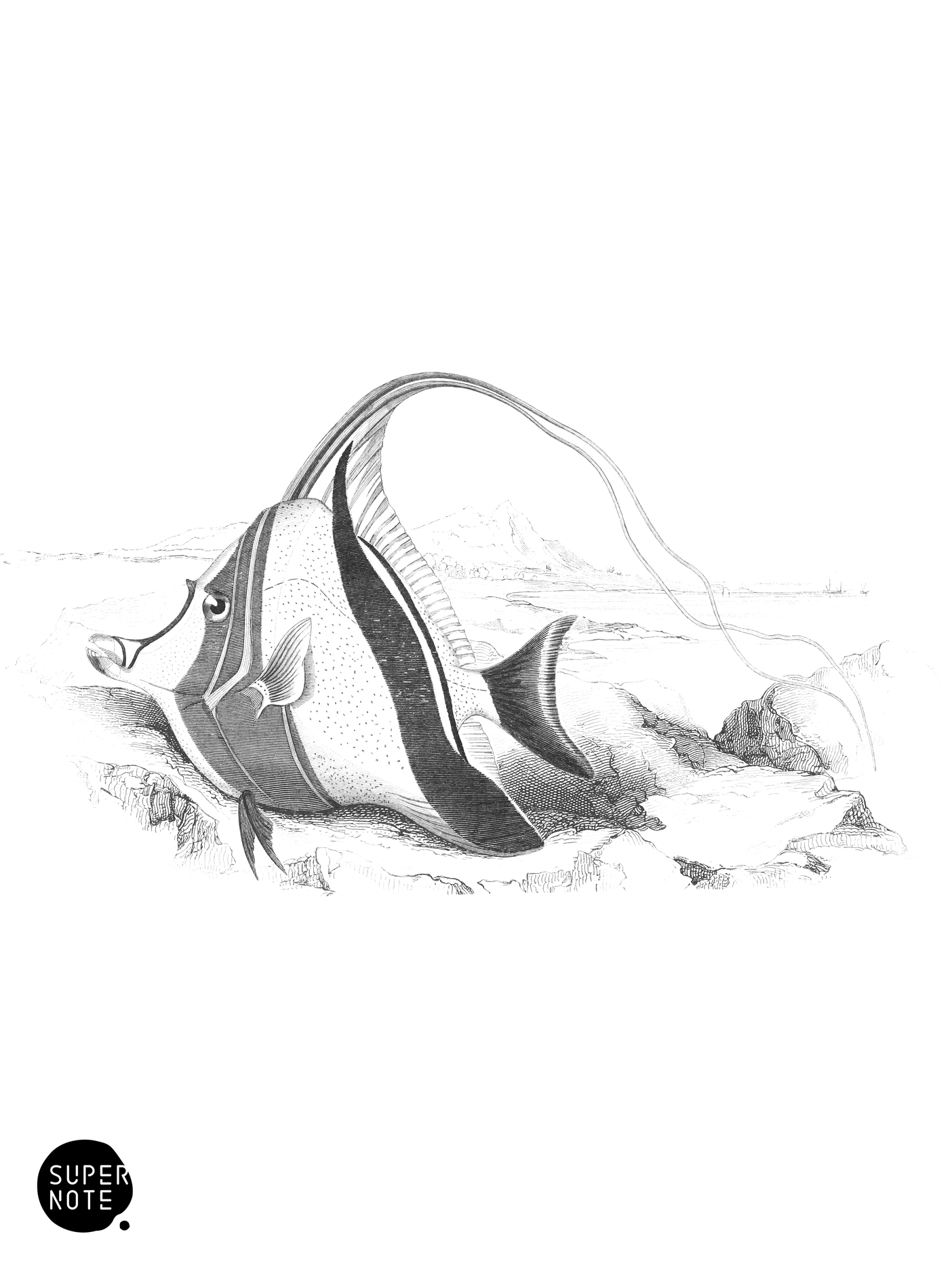 Horned Zanclus or Chætodon (vol-27 plate-9).png