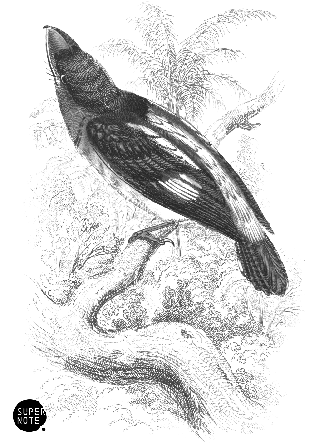 Horsfield’s Gaper (vol-21 plate-30).png