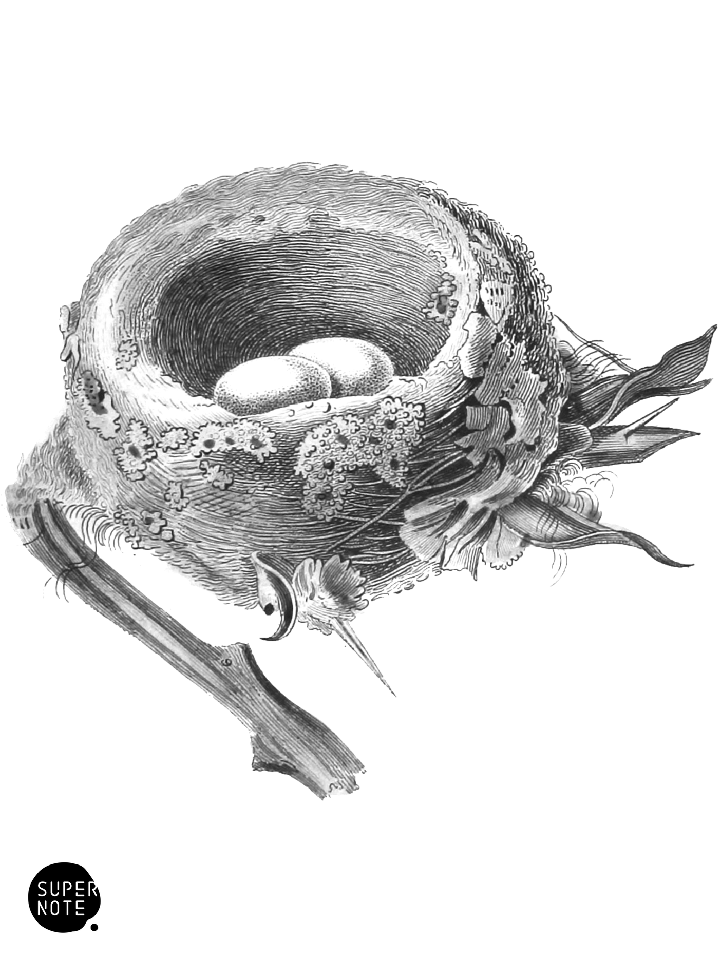 Humming-Bird Nest (vol-01 vignette).png
