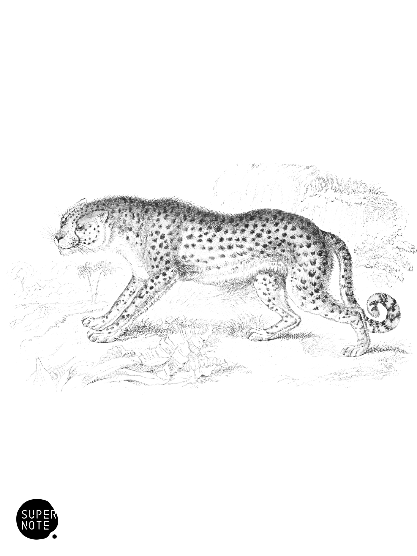 Hunting-Leopard (vol-04 plate-15).png