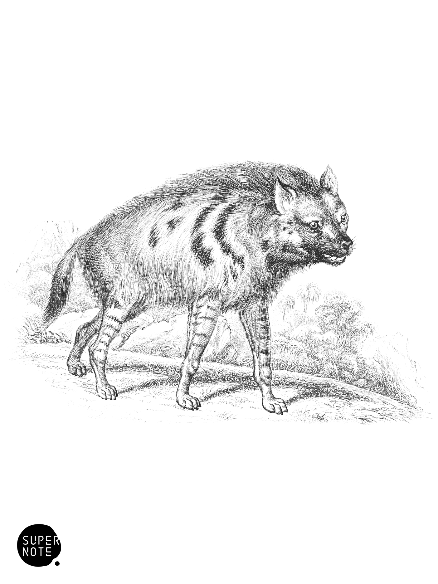 Hyæna of Atbara (vol-28 plate-26).png