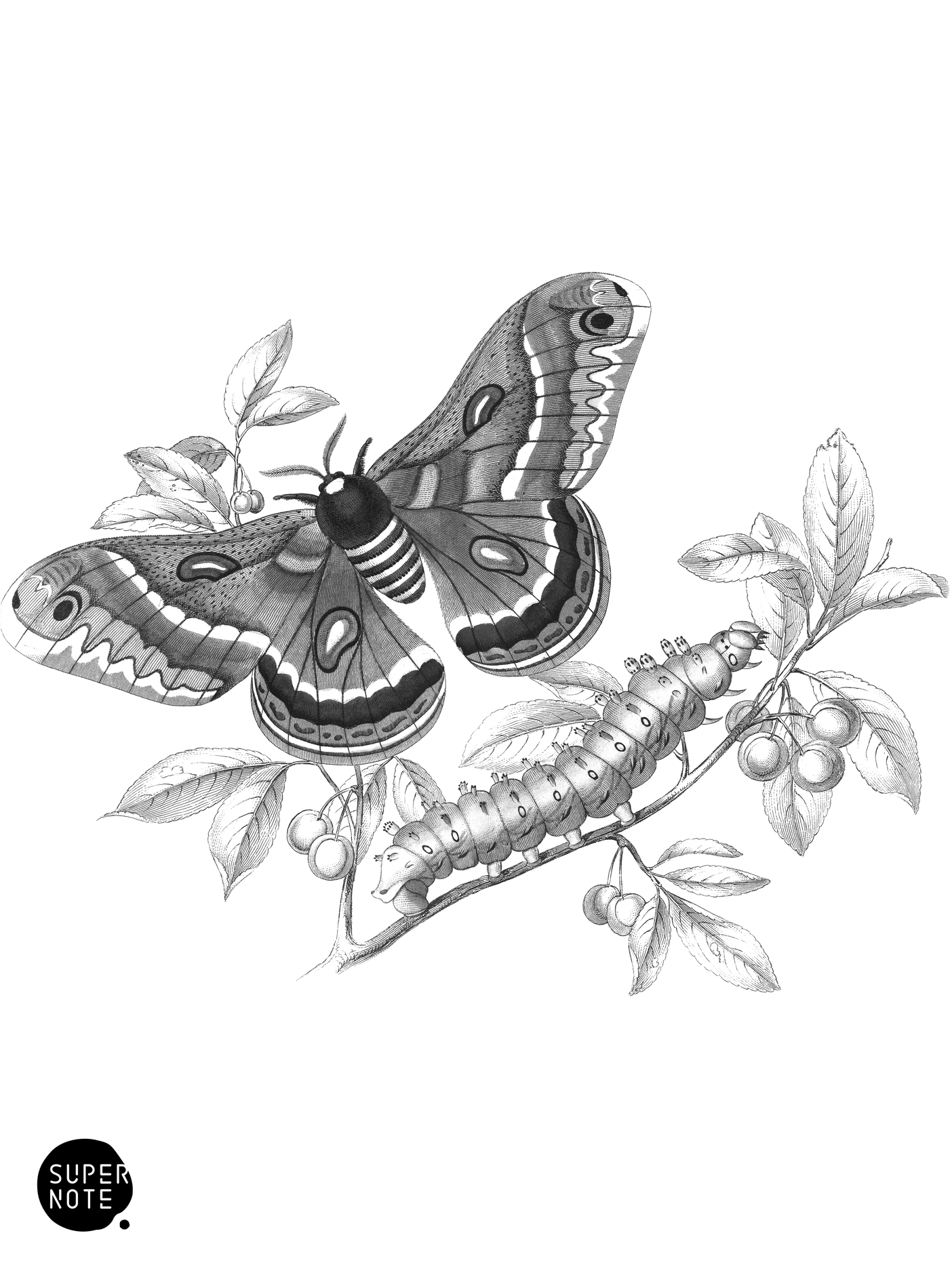 Hyalophora Cecropia (vol-33 plate-11).png