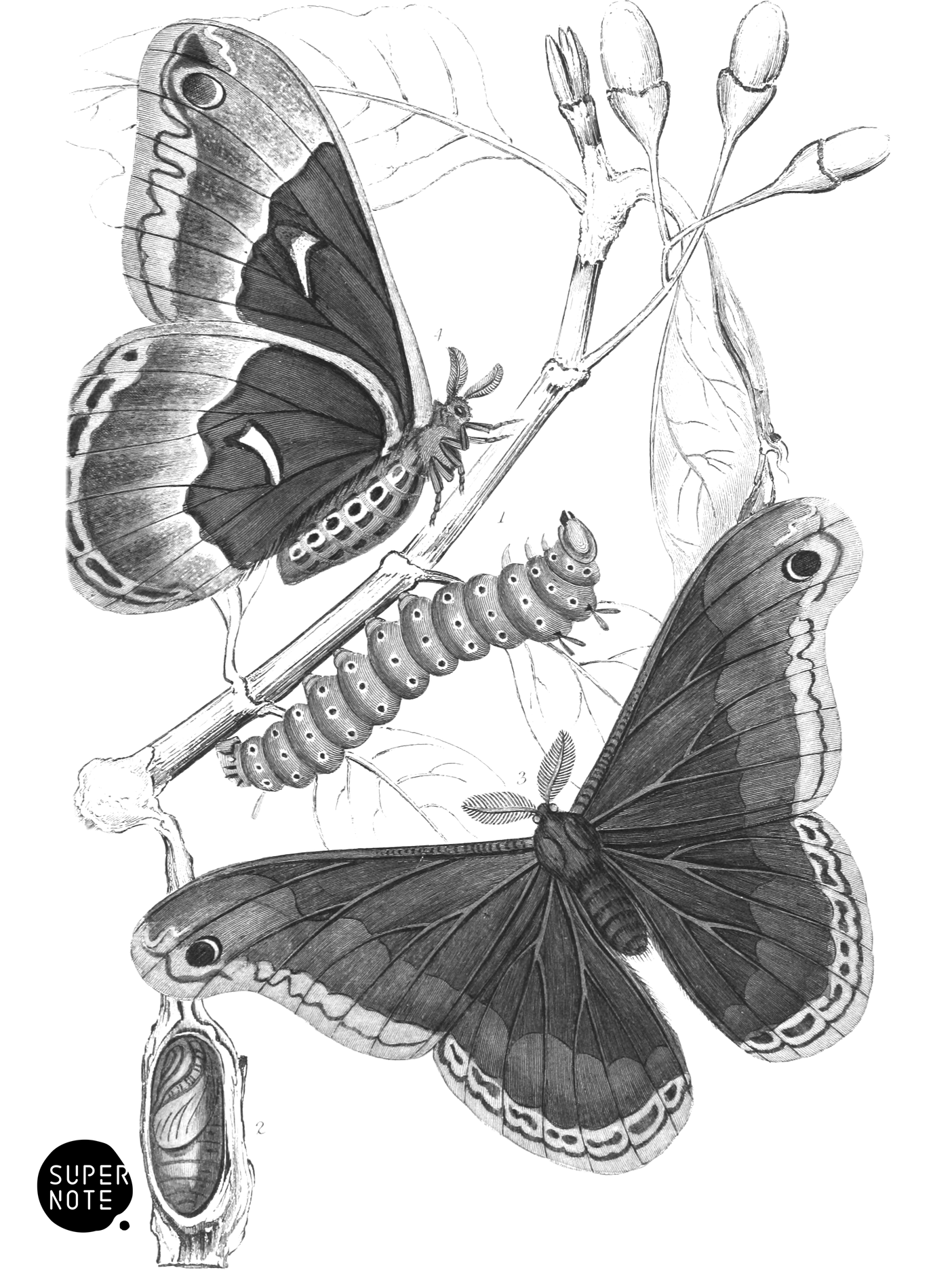 Hyalophora Promethea (vol-33 plate-12).png