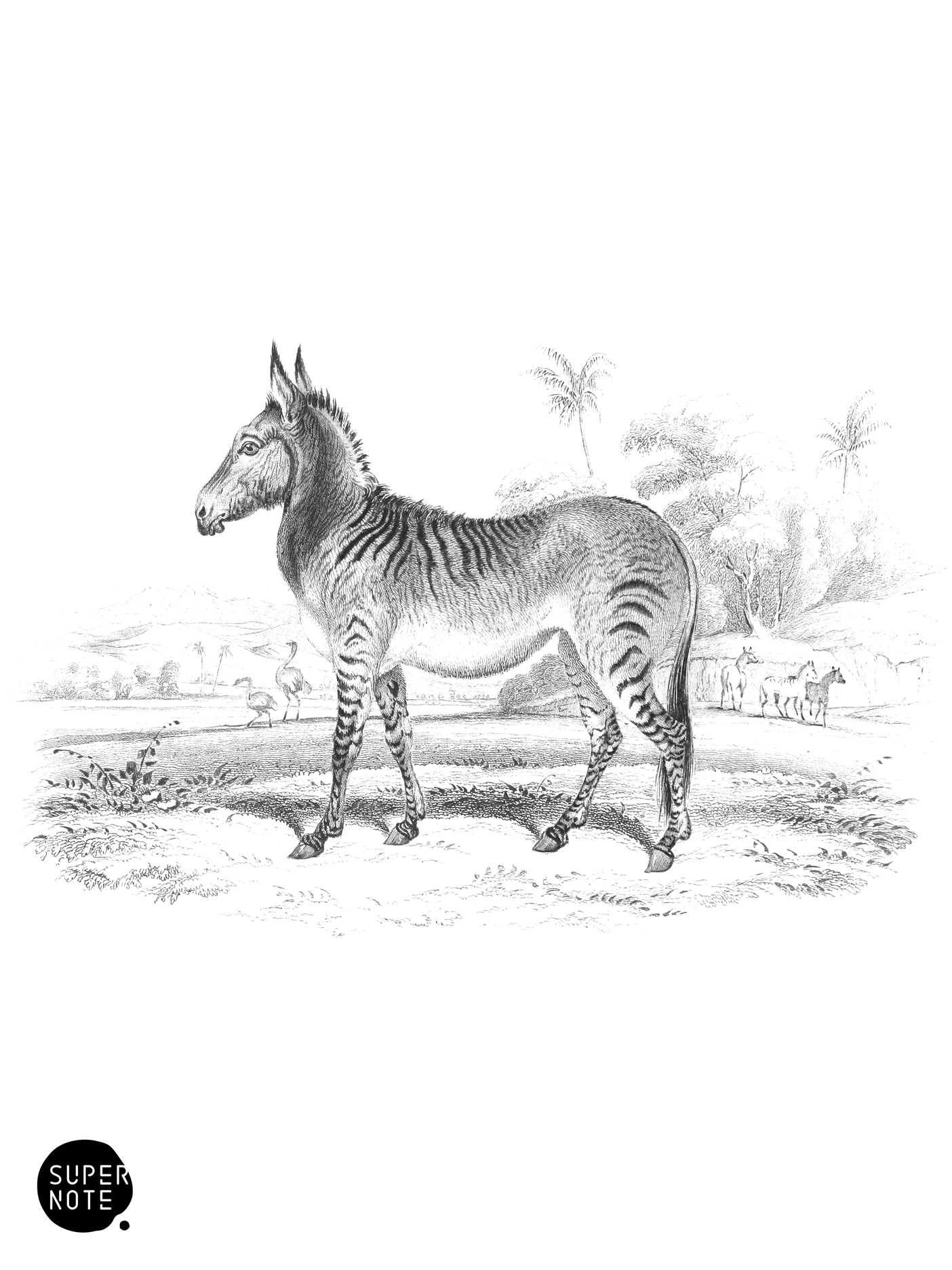 Hybrid Ass and Zebra (vol-31 plate-28).png