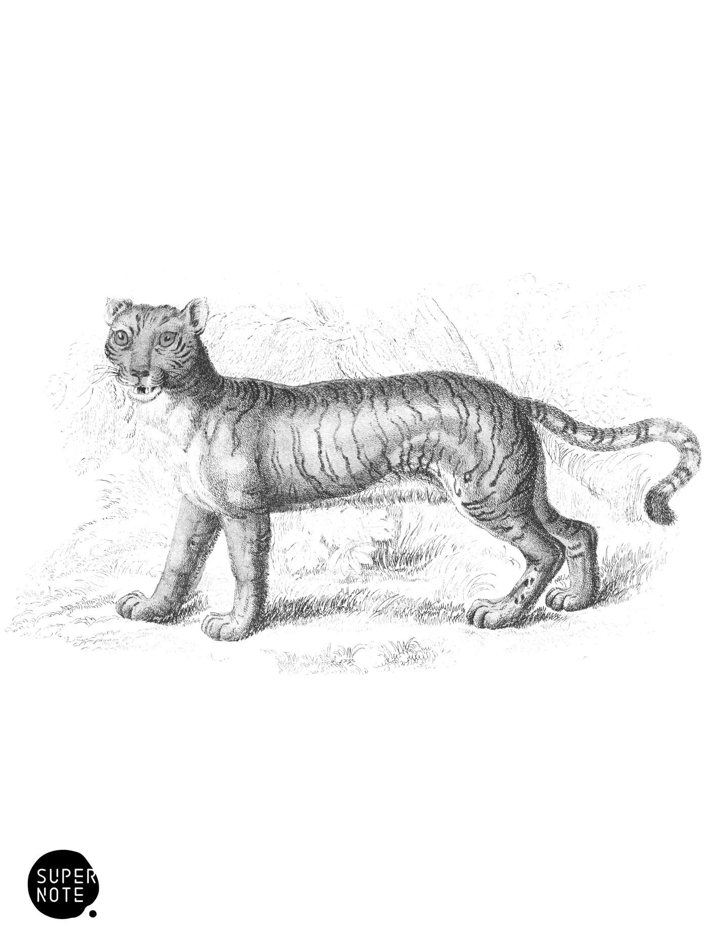 Hybrid between a Lion and a Tigress (vol-04 plate-7).png