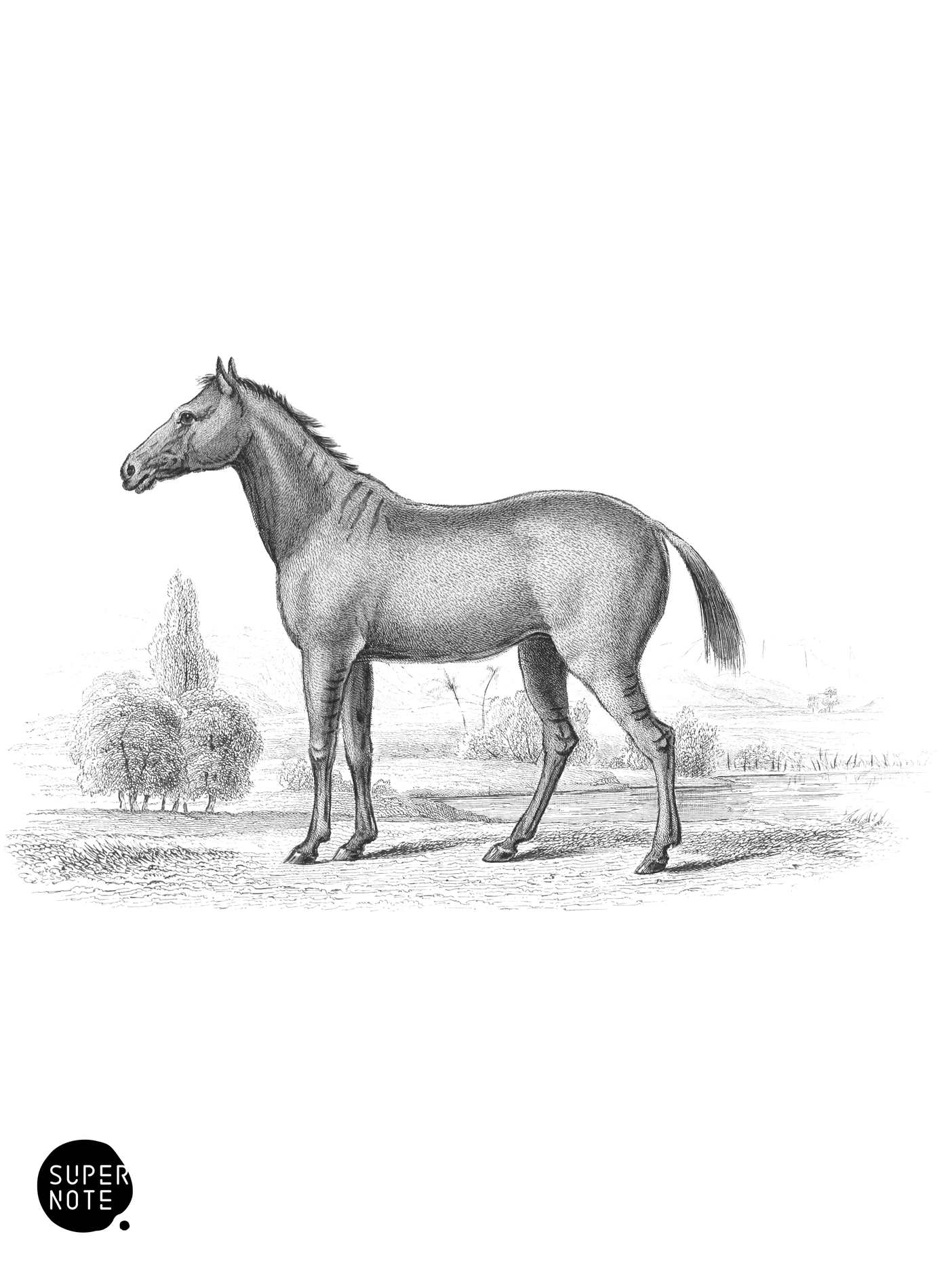 Hybrid first Foal of Brood Mare and Quagga (vol-31 plate-29).png