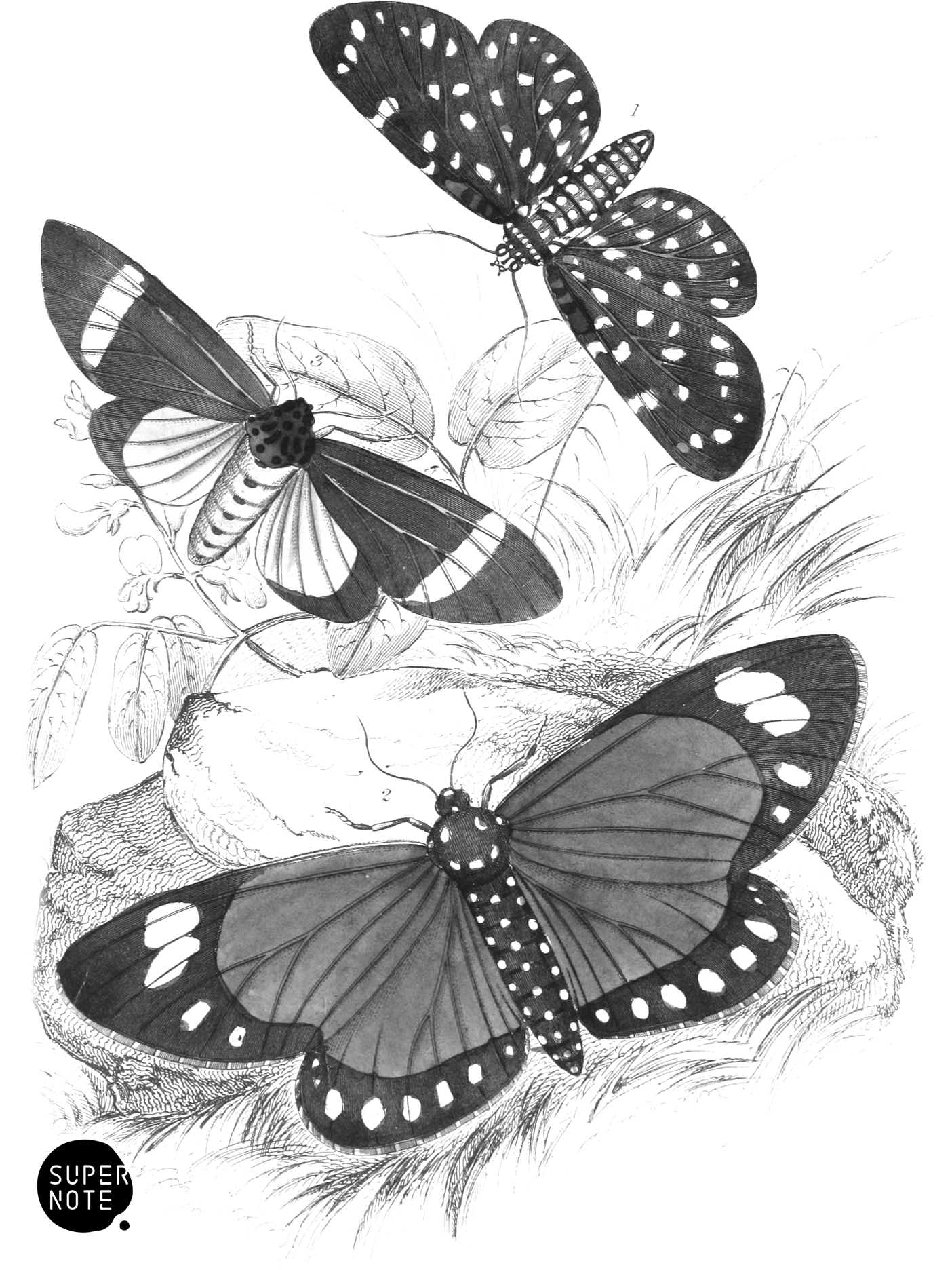 Hypercompa- Sybaris, Callimorpha Helcita & C. Phileta (vol-33 plate-23).png