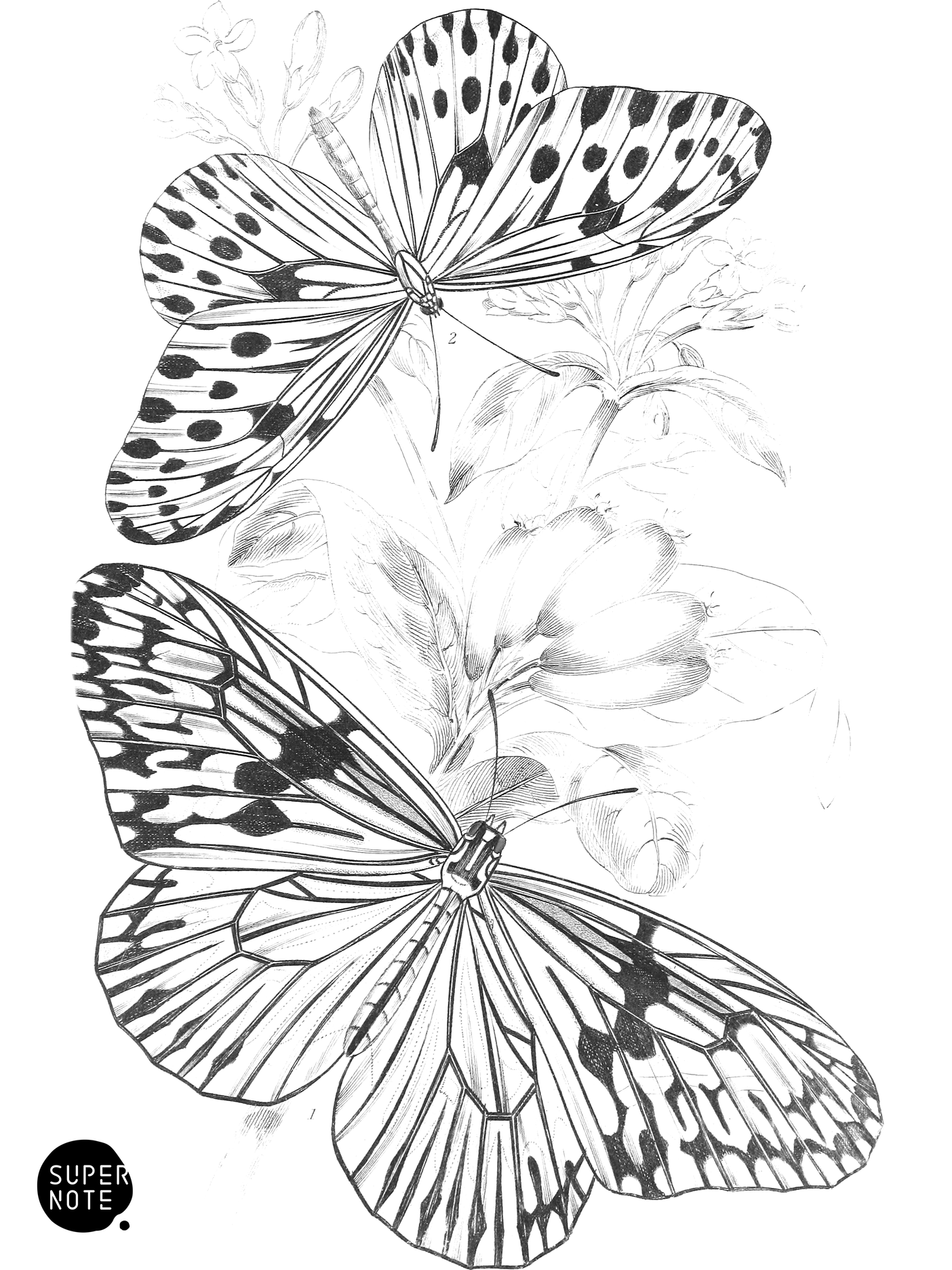 Idea Agelia & I. Daos (vol-18 plate-10).png