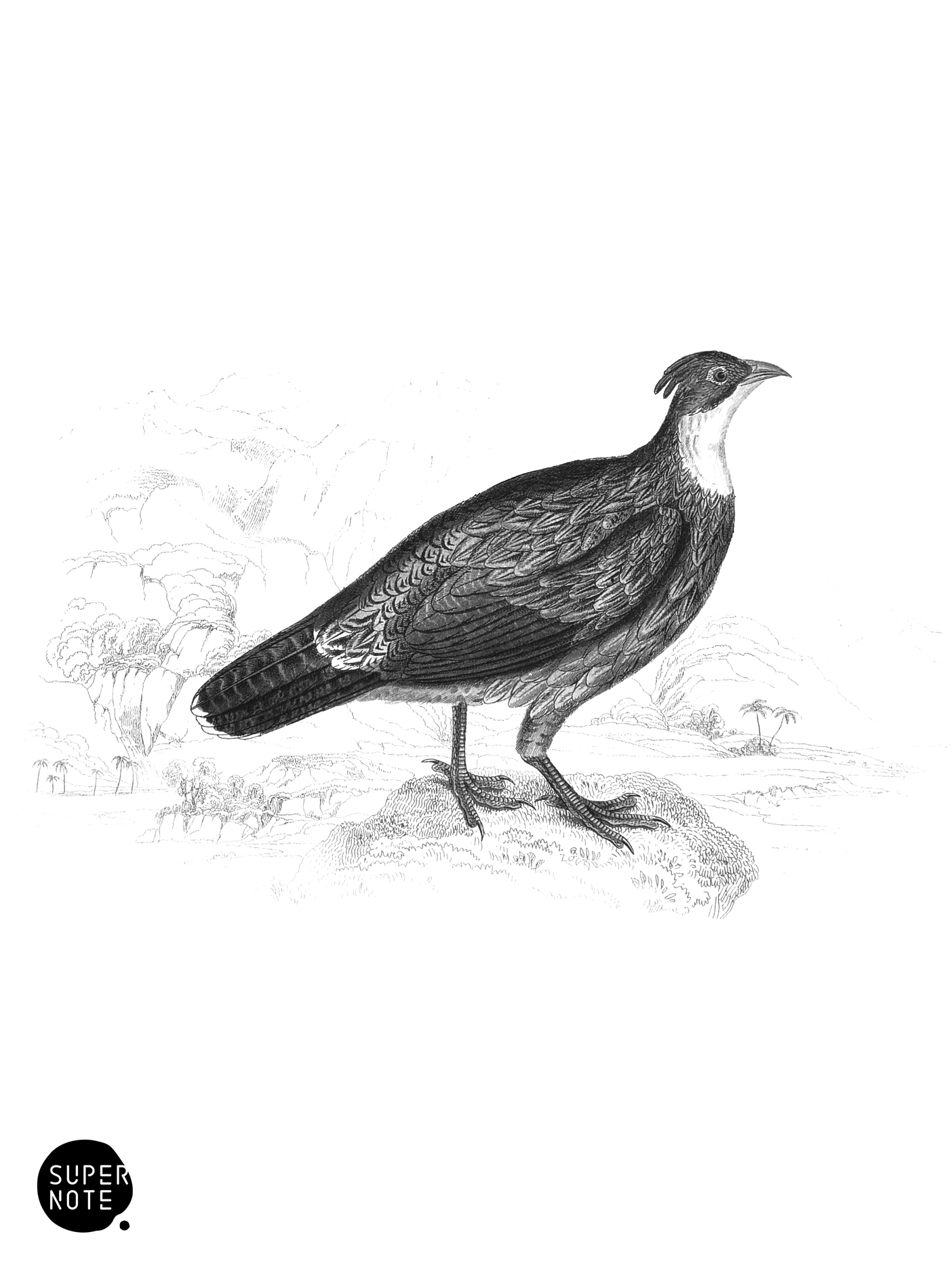 Impeyan Lophophorus (Female) (vol-05 plate-23).png