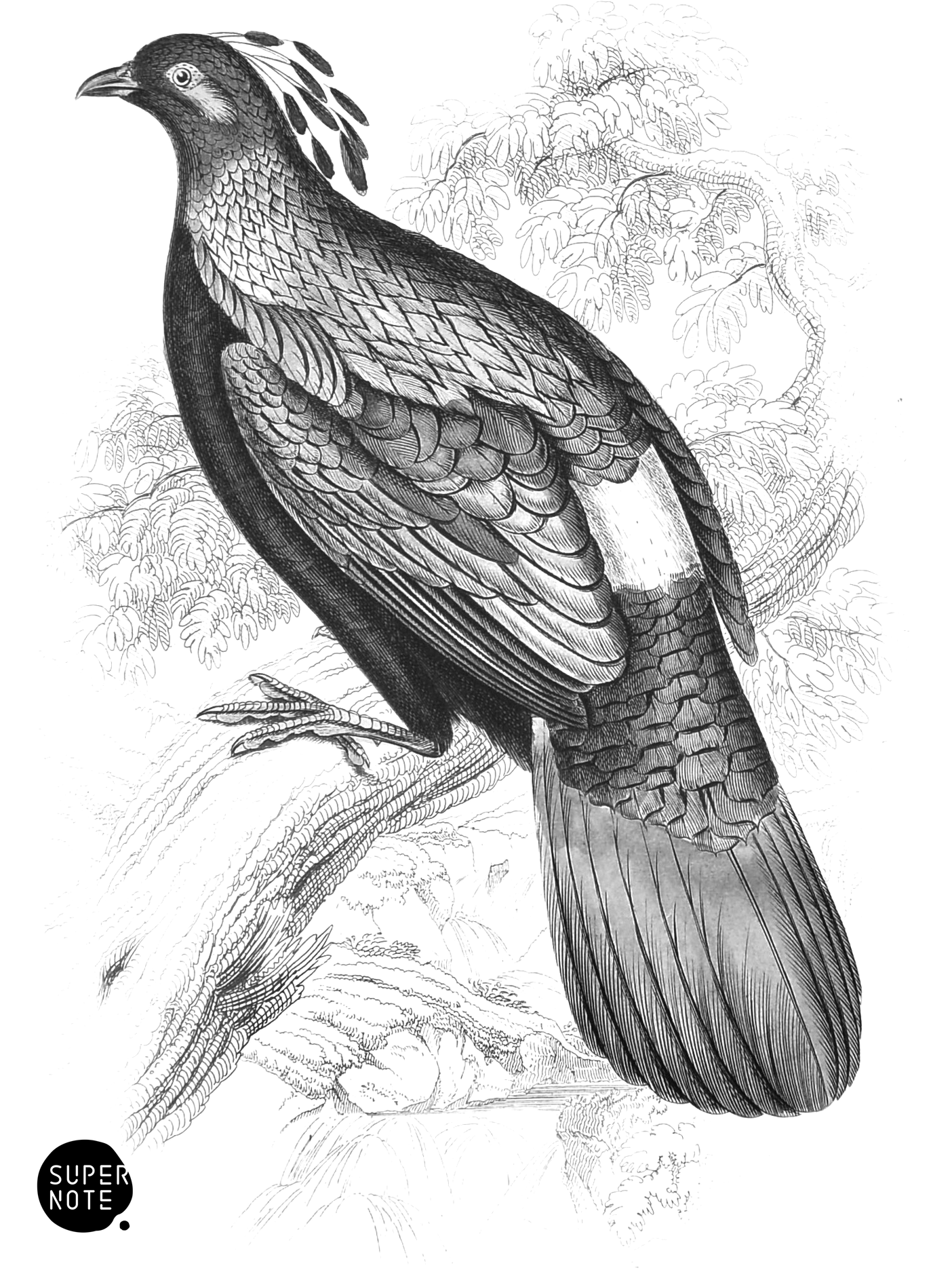 Impeyan Lophophorus (Male) (vol-05 plate-22).png