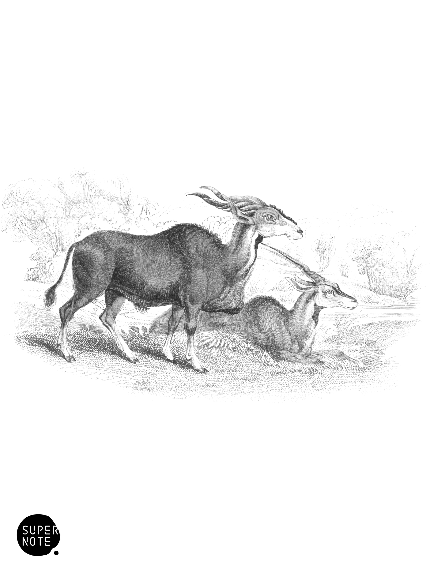 Impoofo (vol-12 plate-19).png