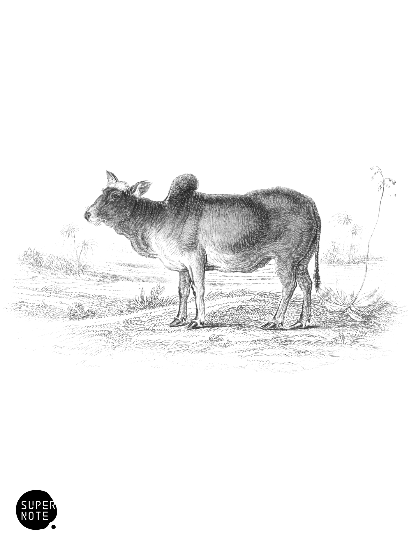 Indian Ox or Zebu (vol-12 plate-26).png